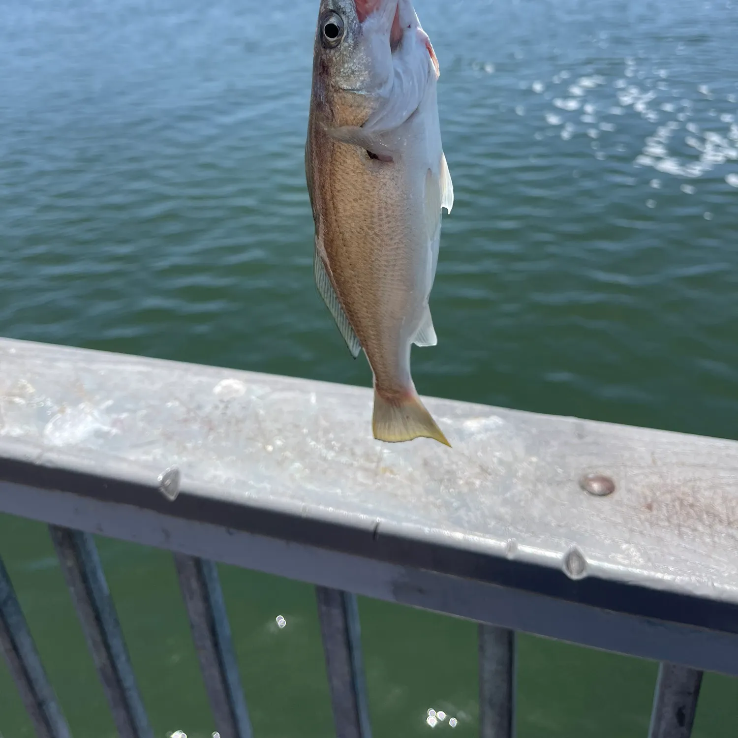 angler catch