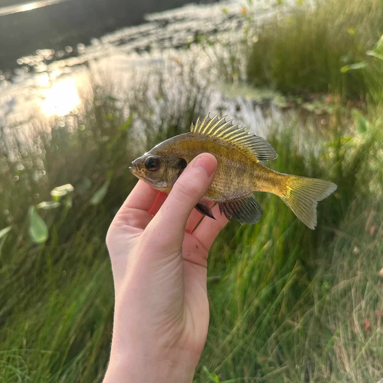 Bluegill caught on Fishbrain