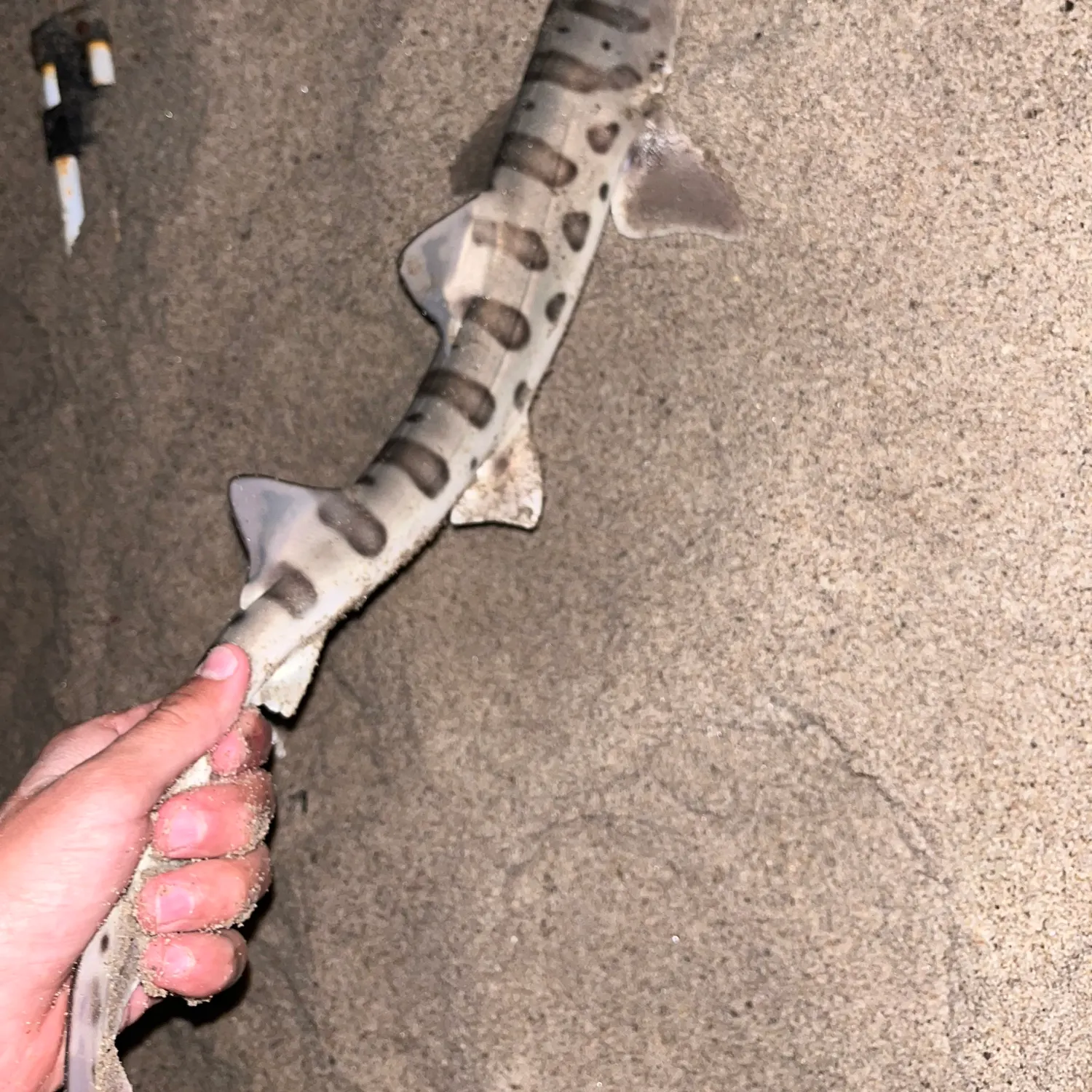 The most recent Leopard shark catches on Fishbrain