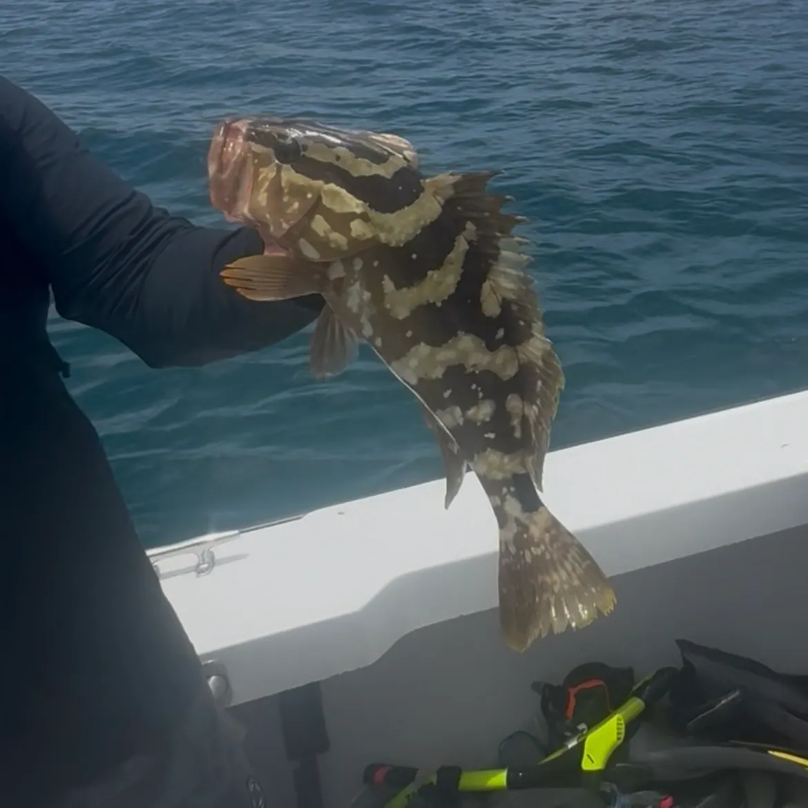 The most recent Atlantic goliath grouper catches on Fishbrain