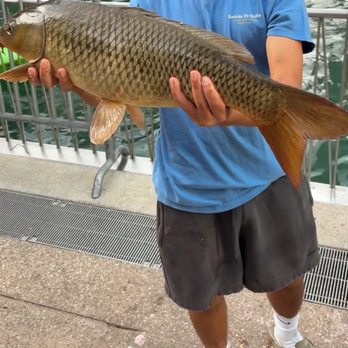 Common carp caught on Fishbrain