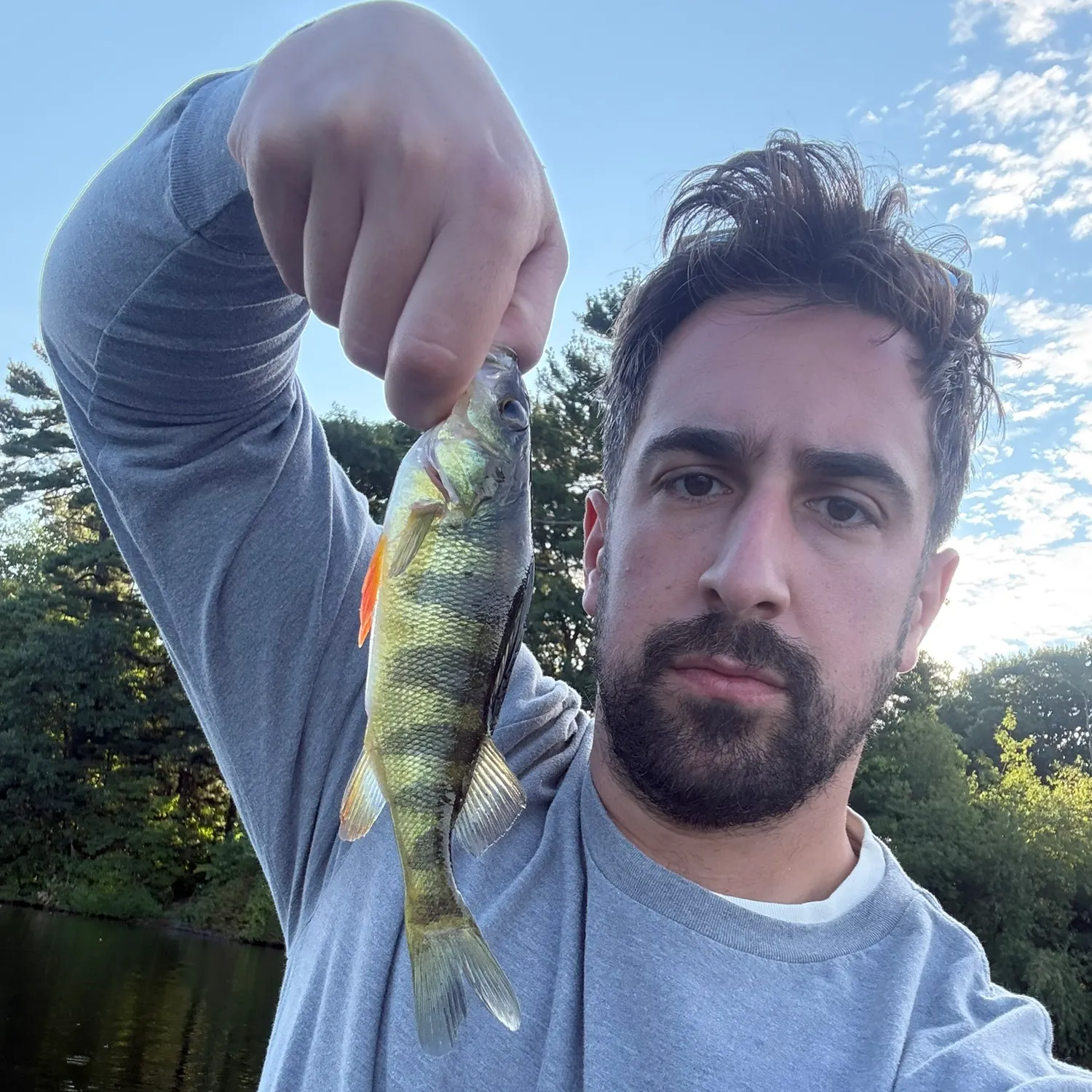 Yellow perch caught on Fishbrain
