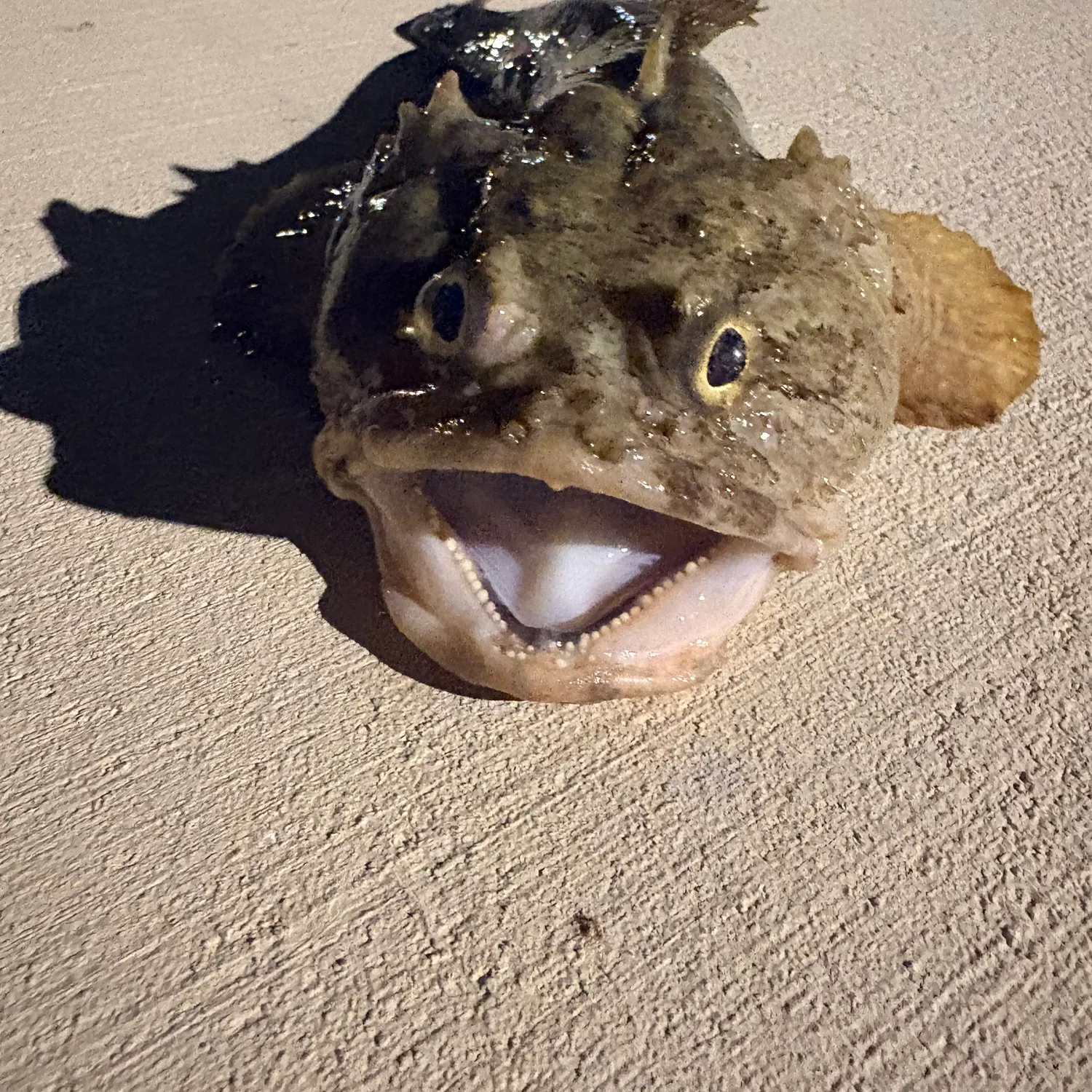 catch