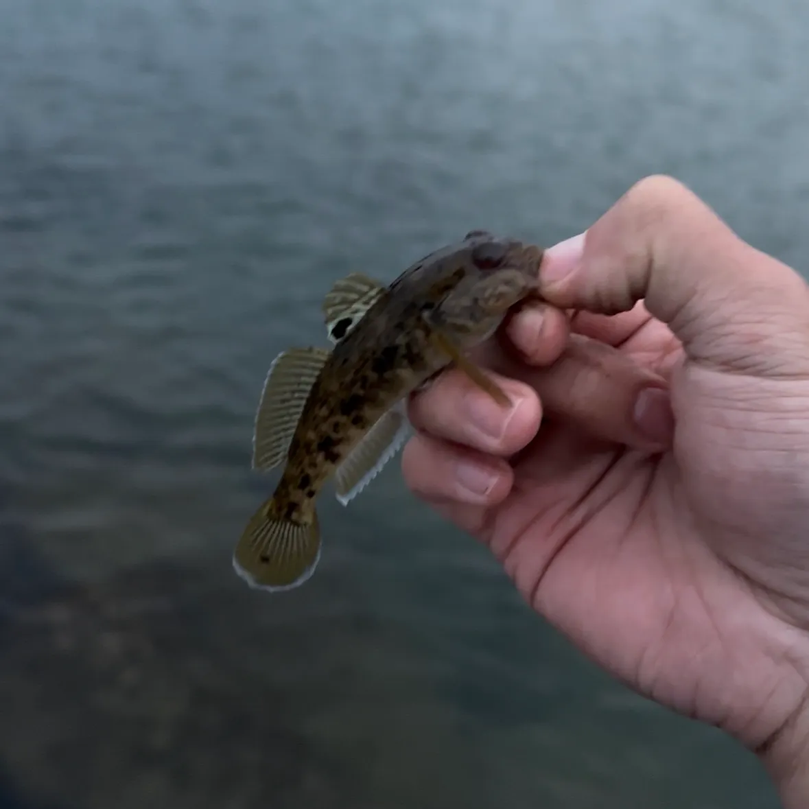 Round goby caught on Fishbrain