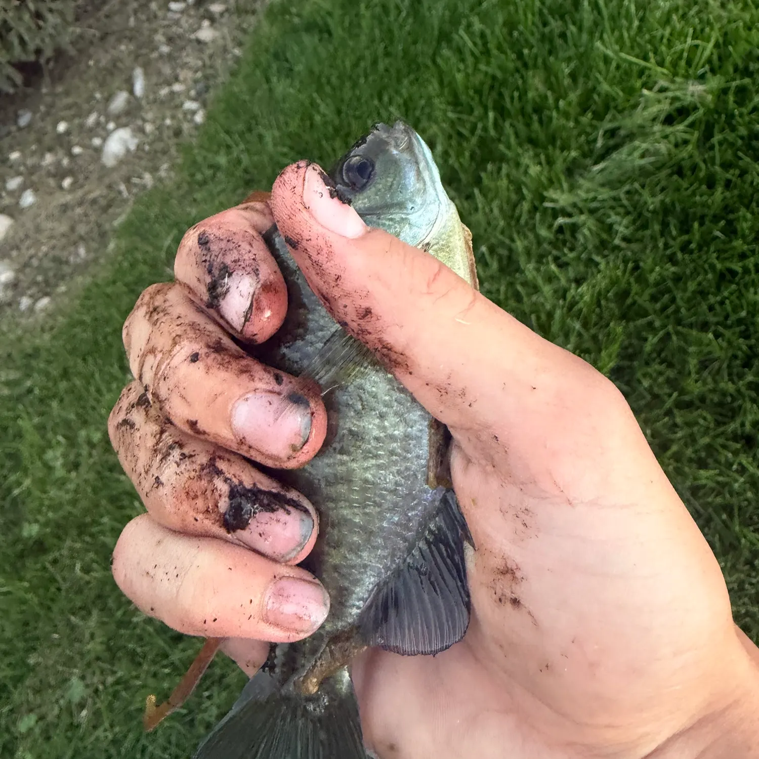 Bluegill caught on Fishbrain