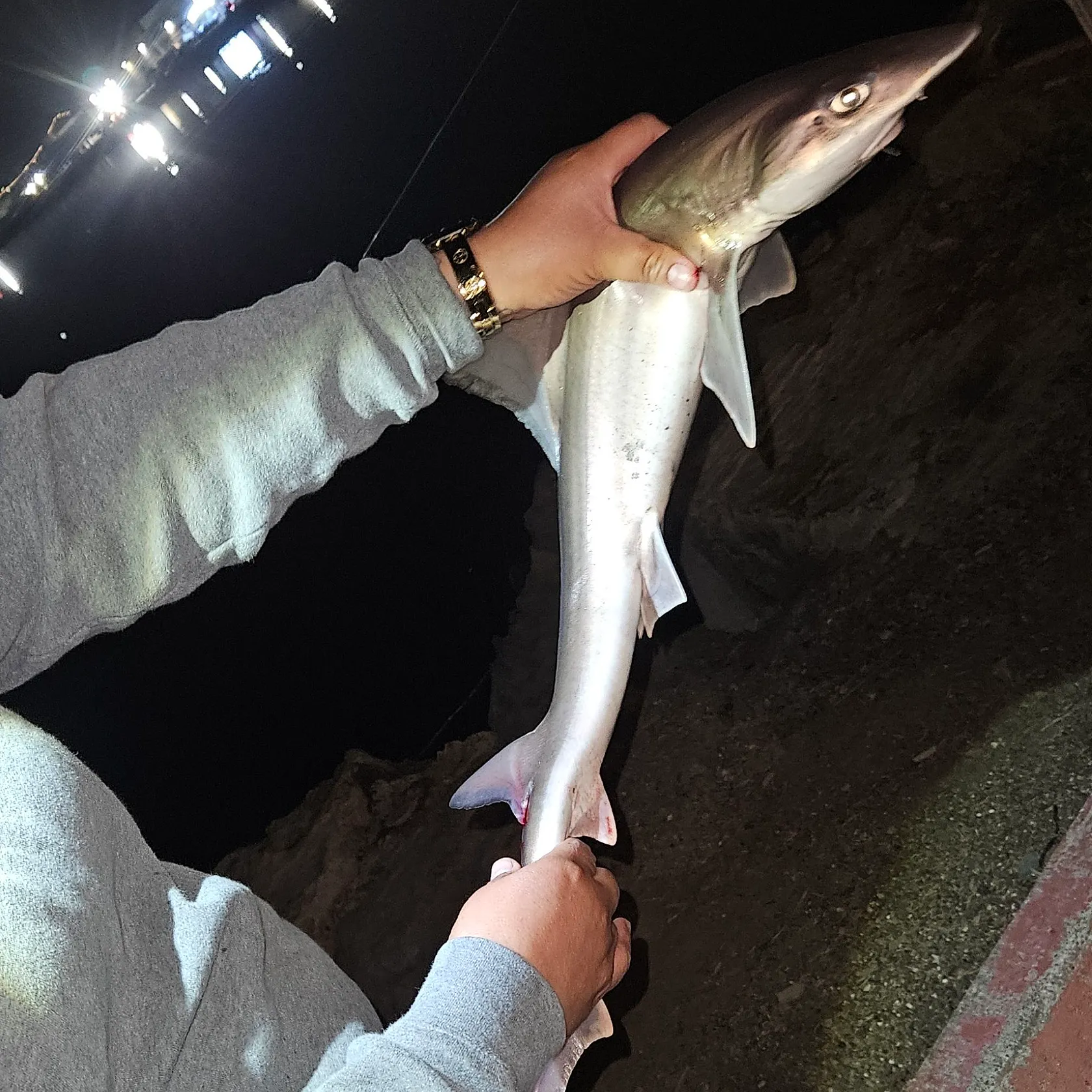The most recent Brown smooth-hound catches on Fishbrain