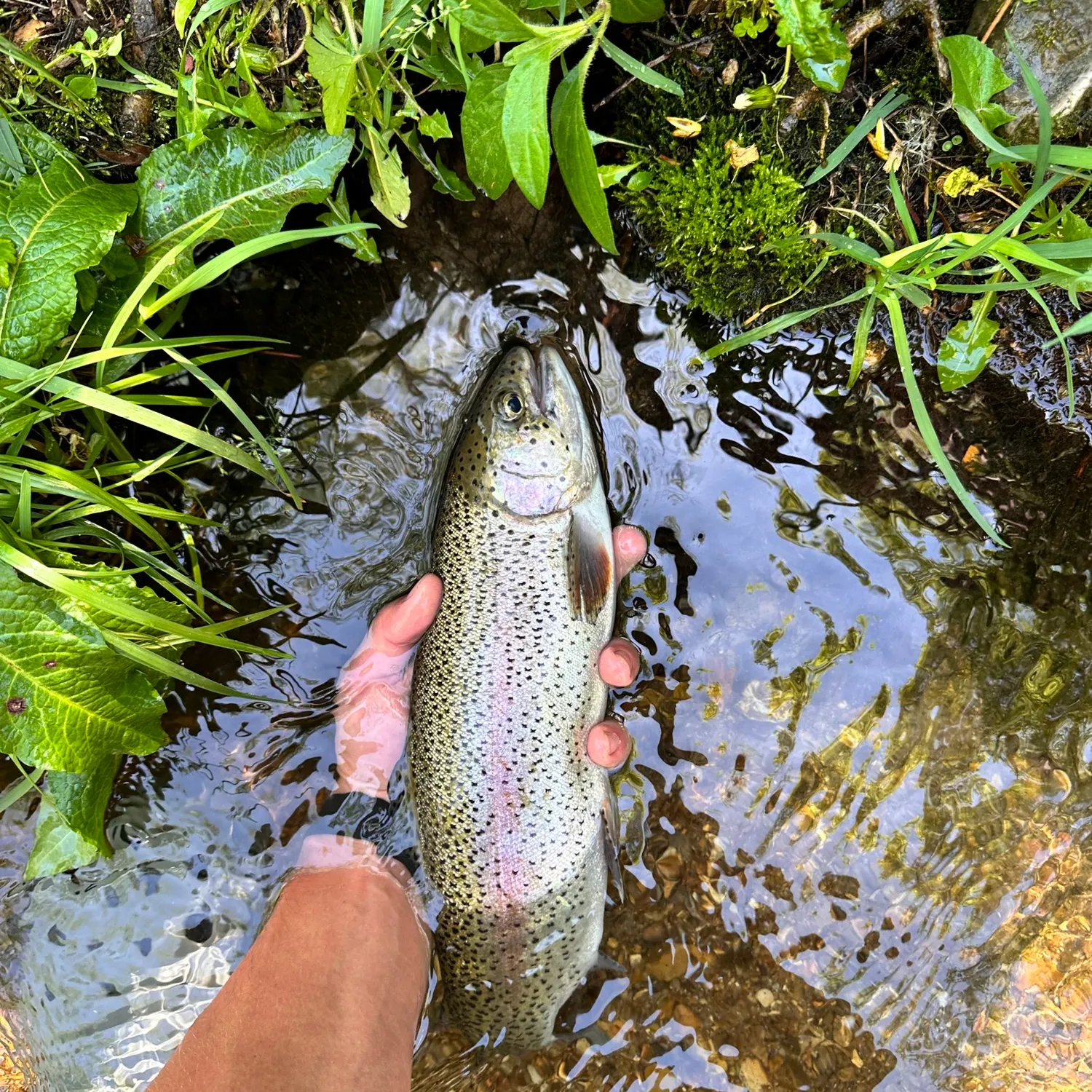angler catch