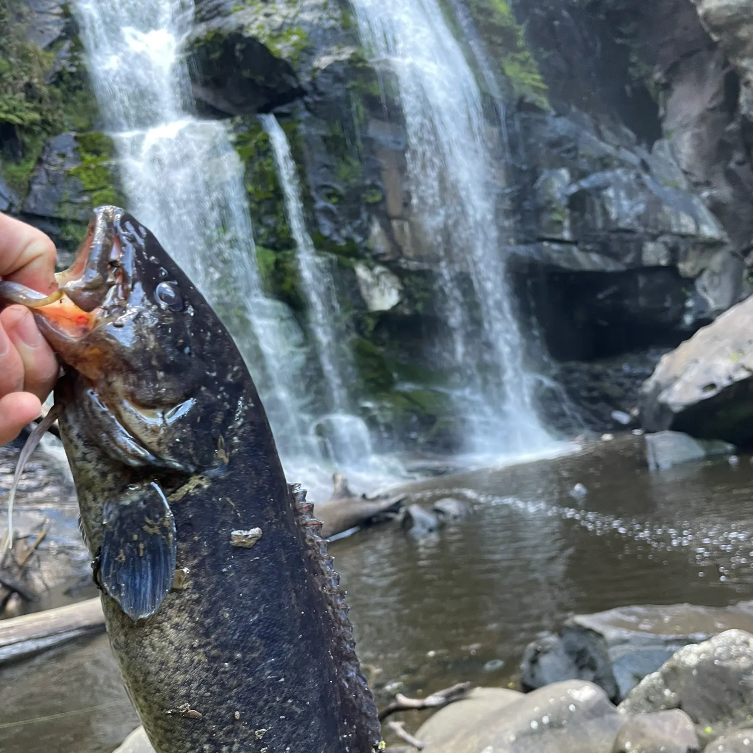 The most recent River blackfish catches on Fishbrain