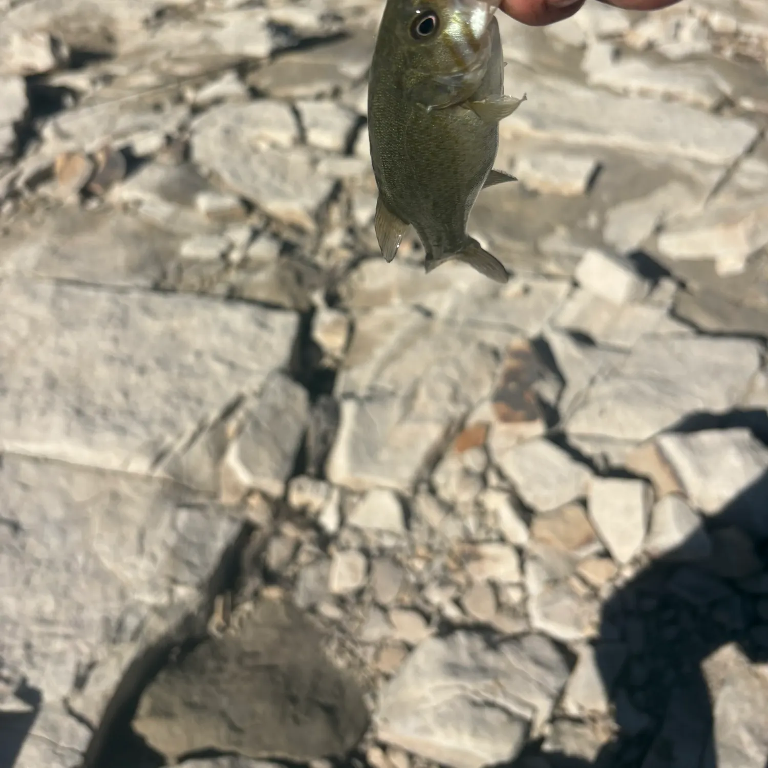 Smallmouth bass caught on Fishbrain