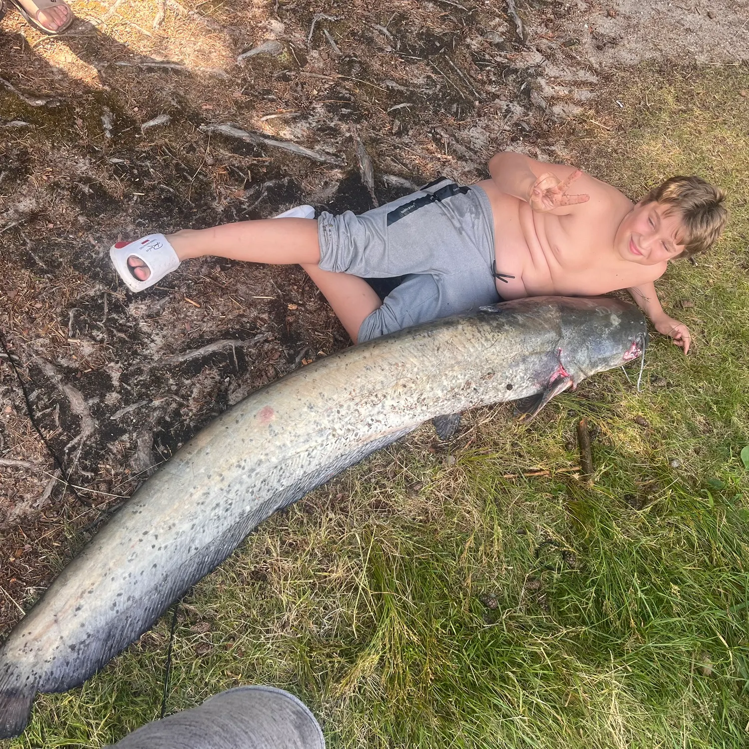 Wels catfish caught on Fishbrain