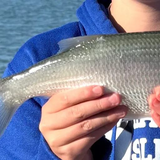 The most recent Mooneye catches on Fishbrain