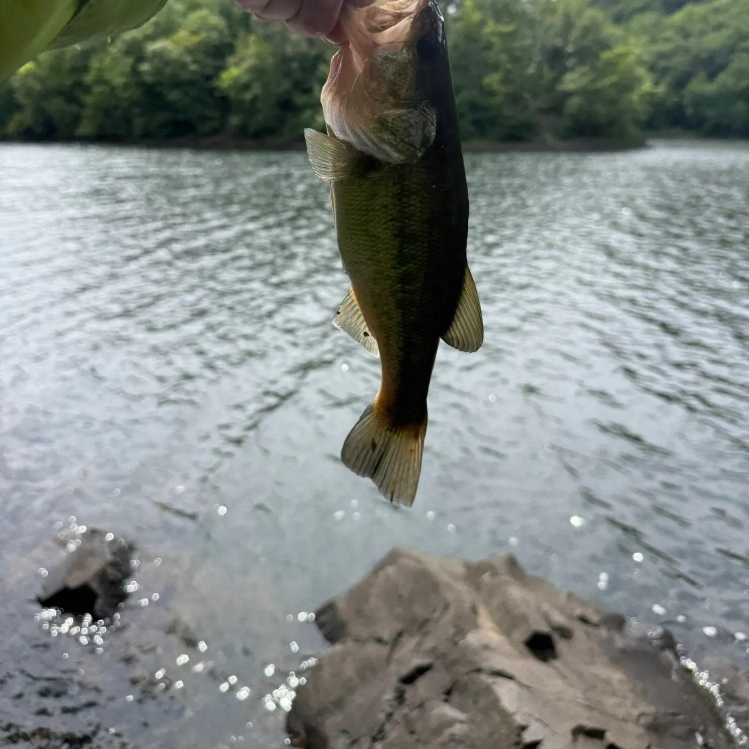 The most recent Largemouth bass catches on Fishbrain