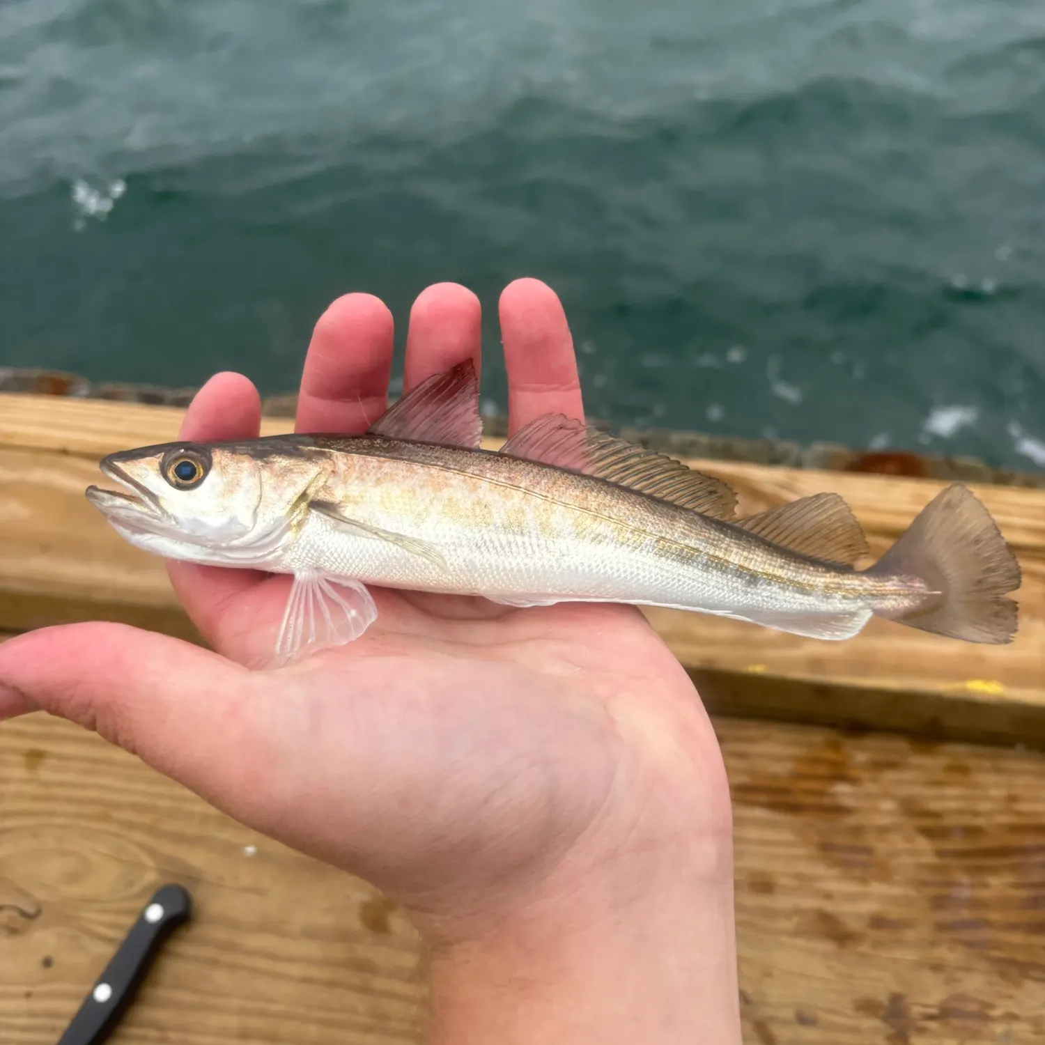 Silver hake caught on Fishbrain