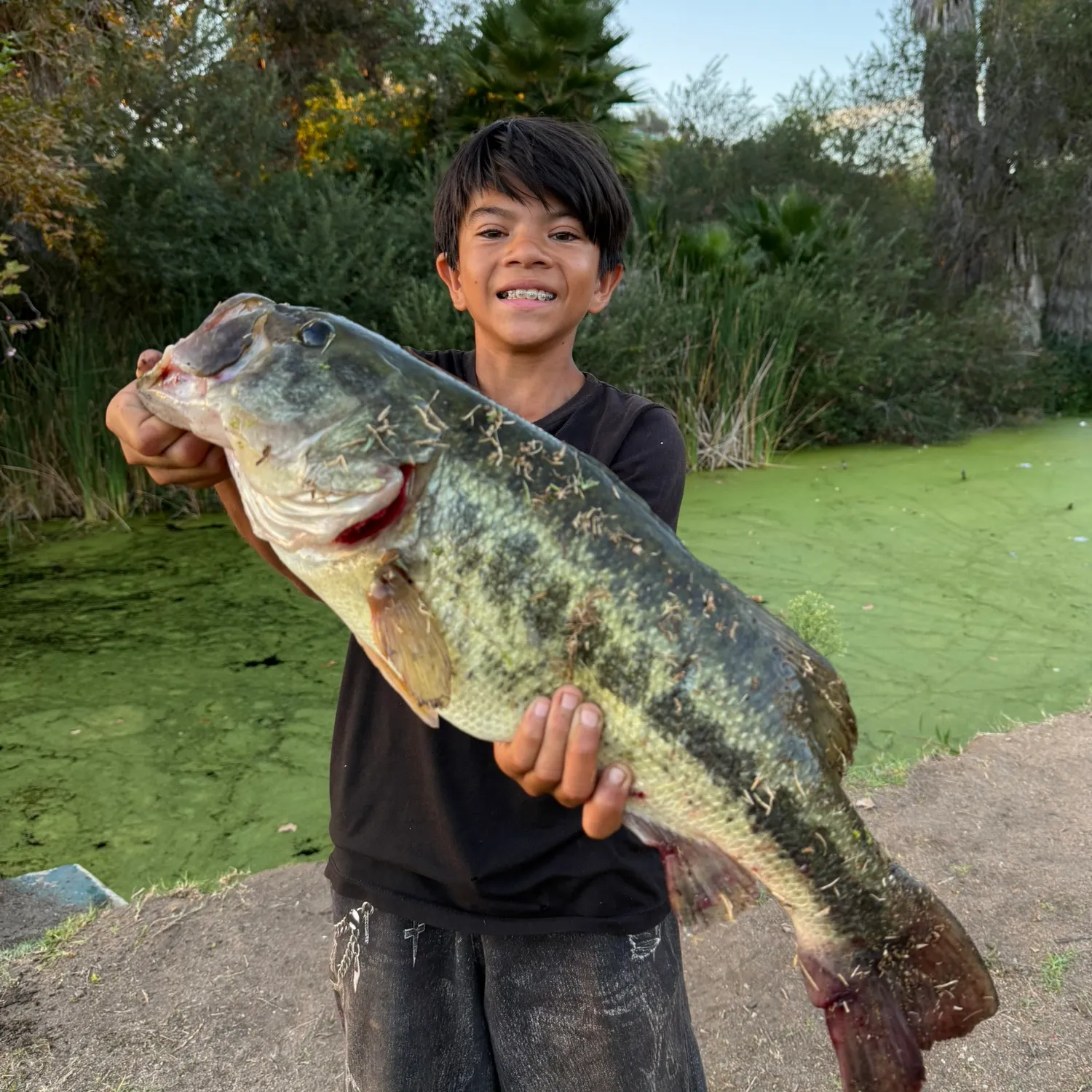 The most recent Largemouth bass catches on Fishbrain