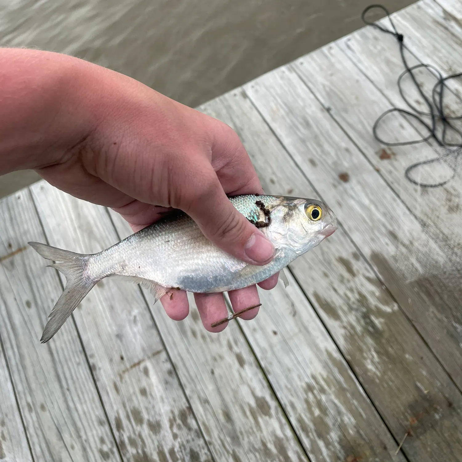 The most recent Threadfin shad catches on Fishbrain