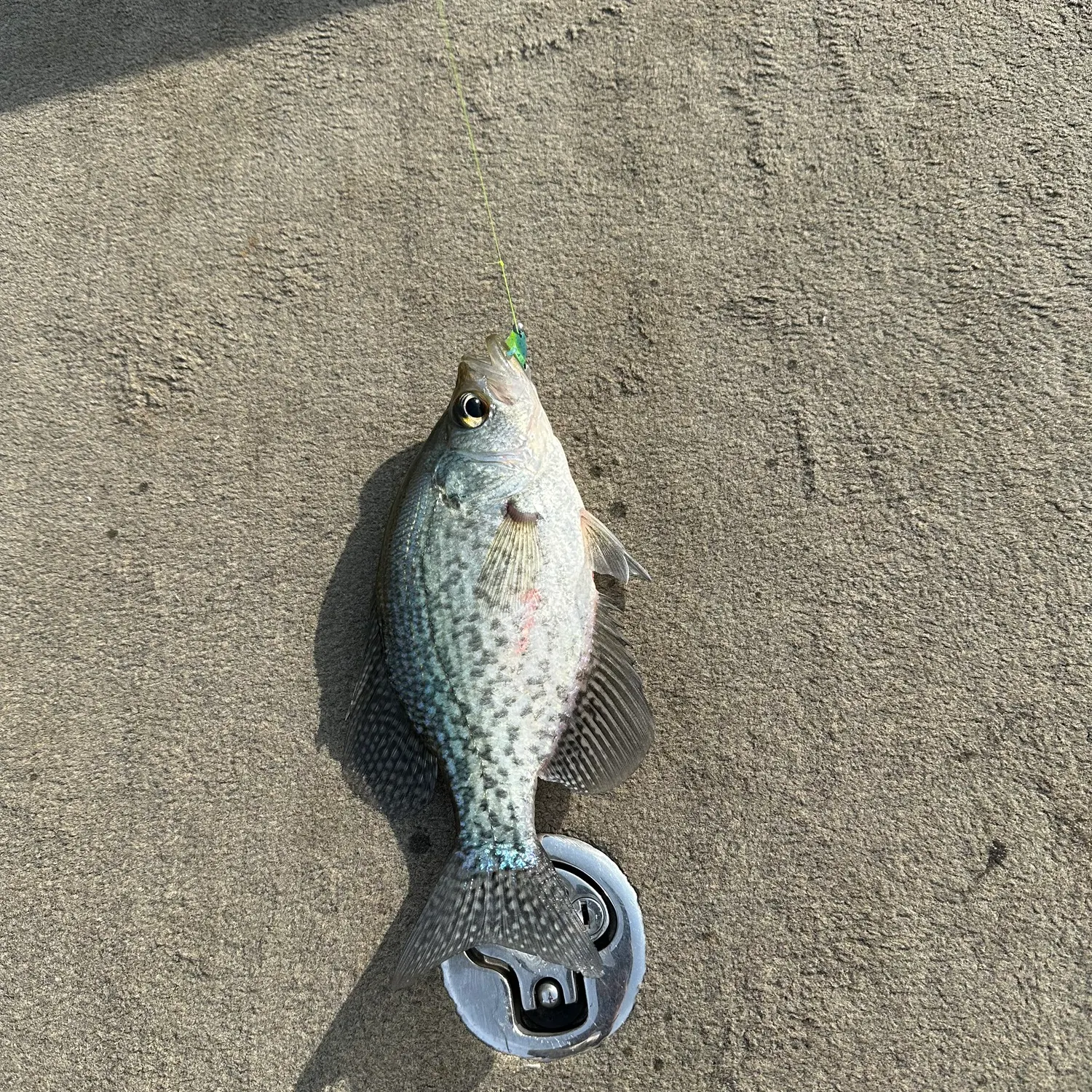 Black crappie caught on Fishbrain