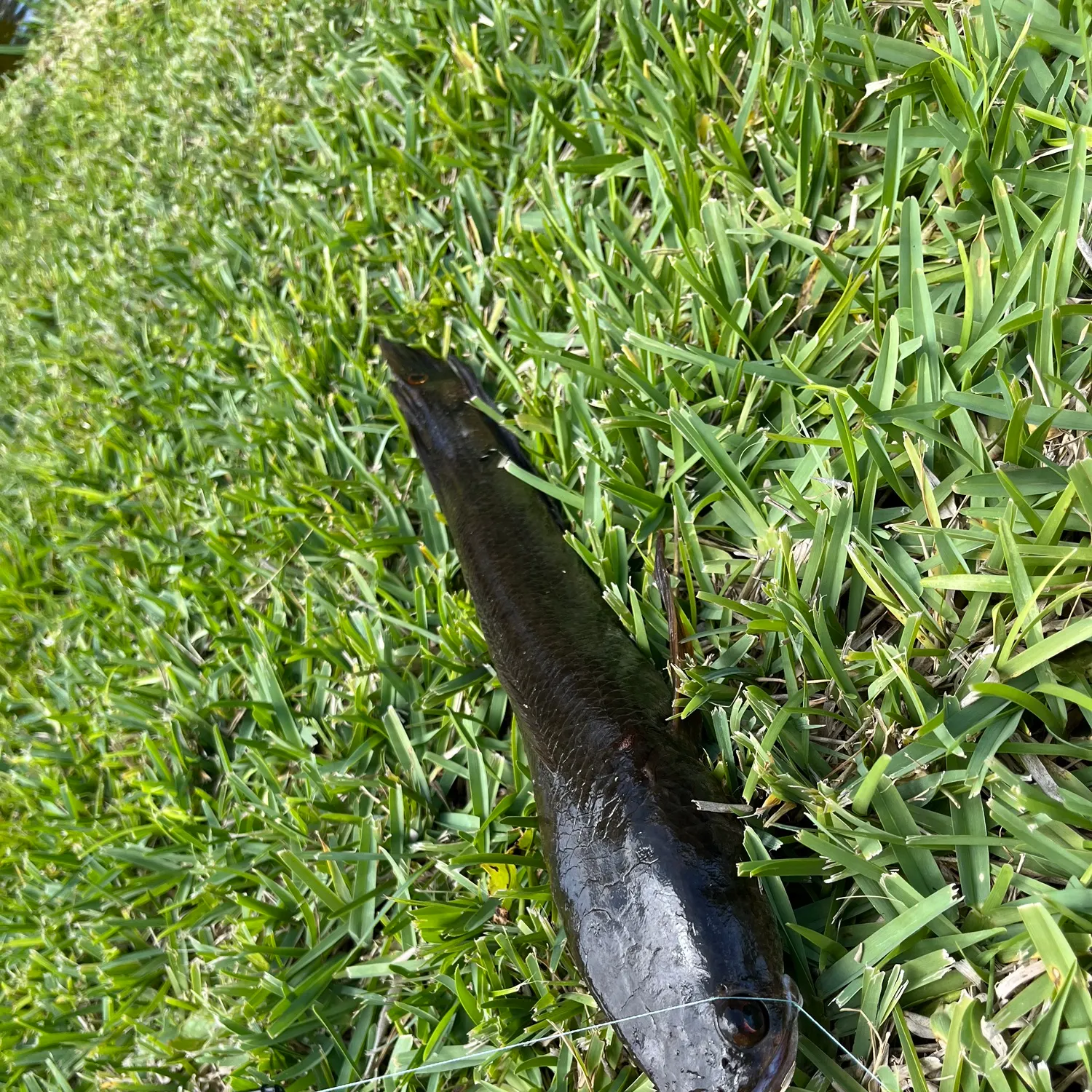 The most recent Indonesian snakehead catches on Fishbrain