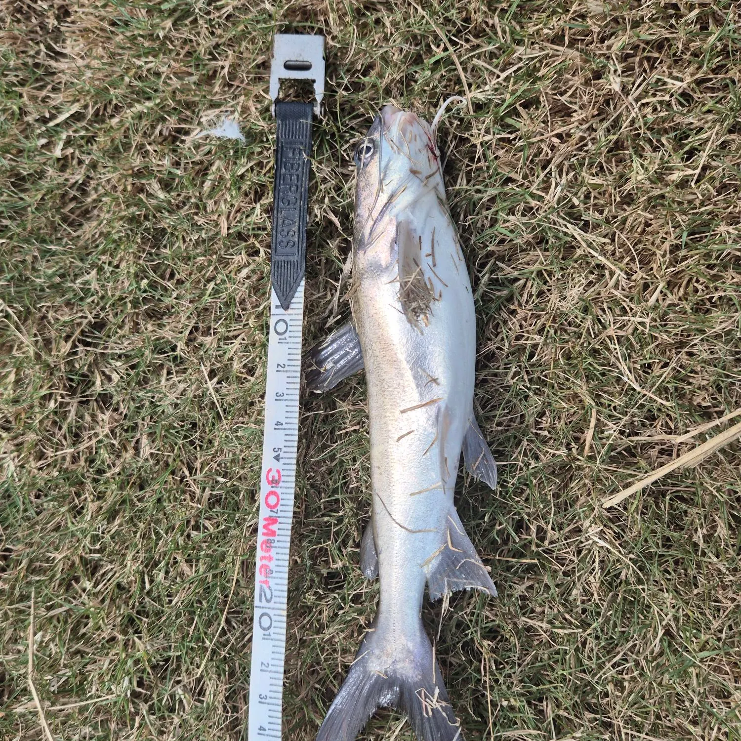 The most recent Blue salmon catfish catches on Fishbrain