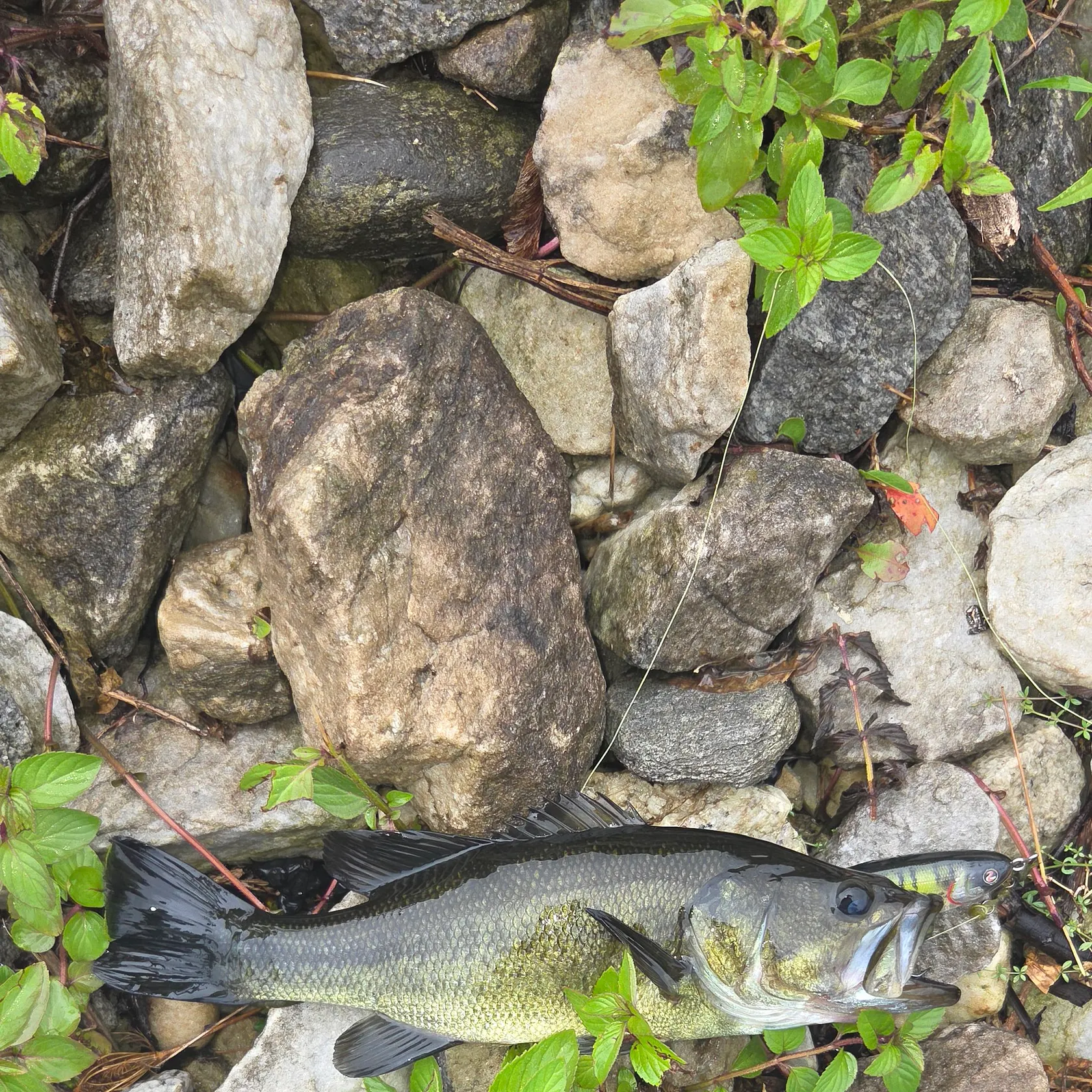 Largemouth bass caught on Fishbrain
