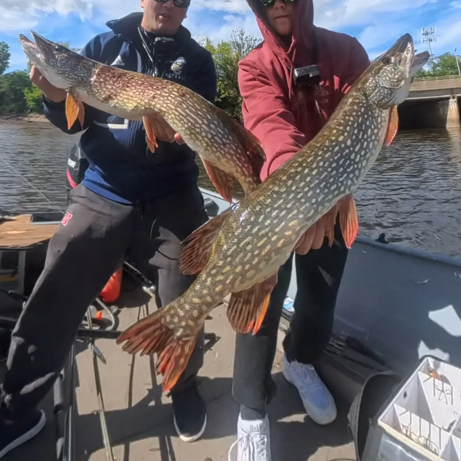 Northern pike caught on Fishbrain