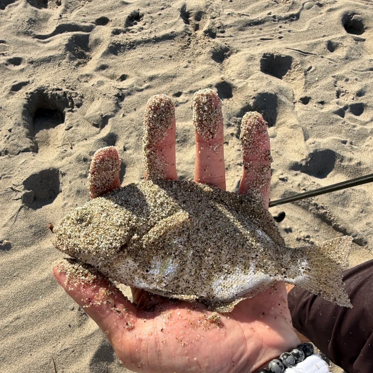 Barred surfperch caught on Fishbrain