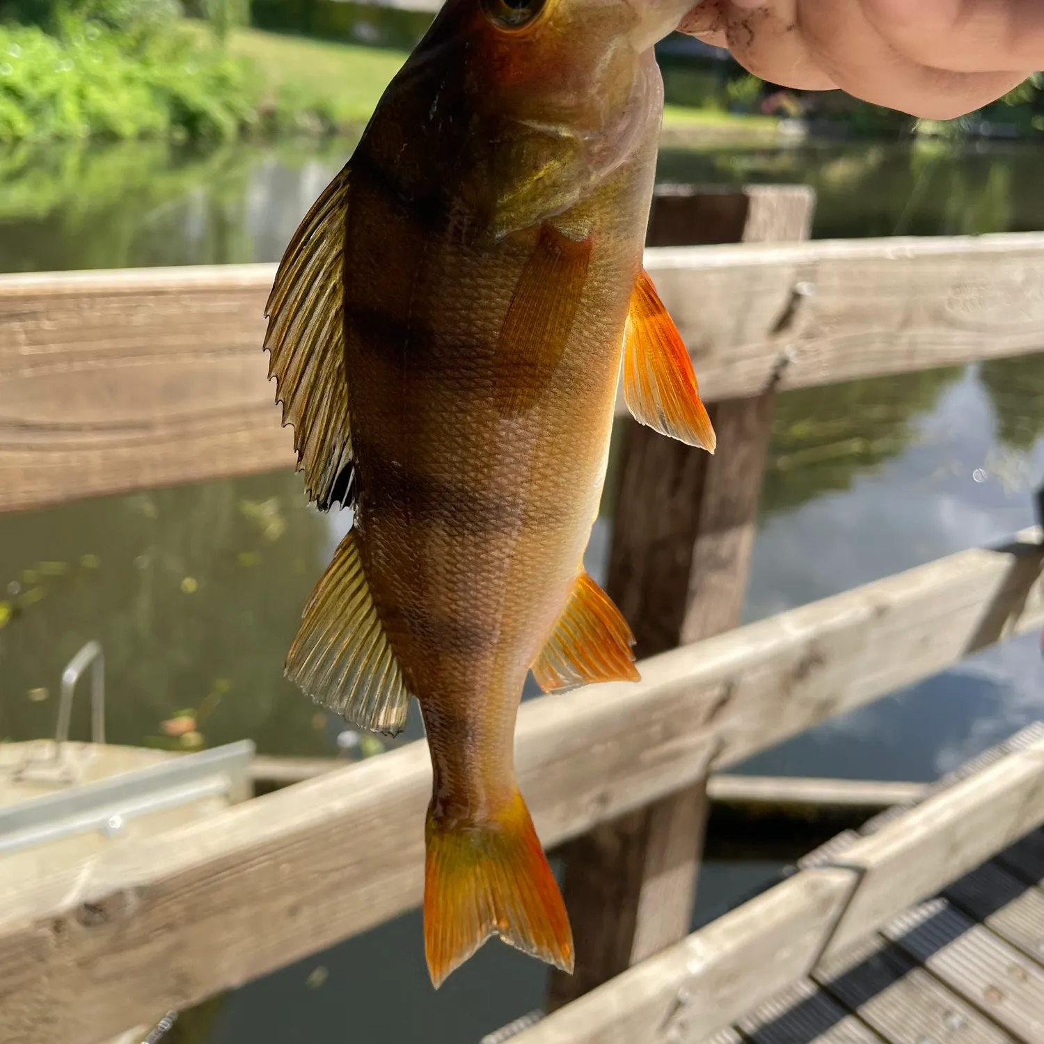 European perch caught on Fishbrain