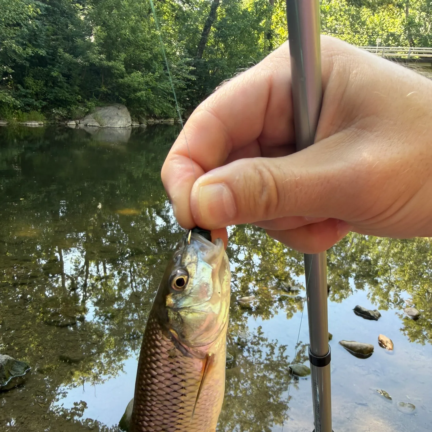 Fish caught on Fishbrain