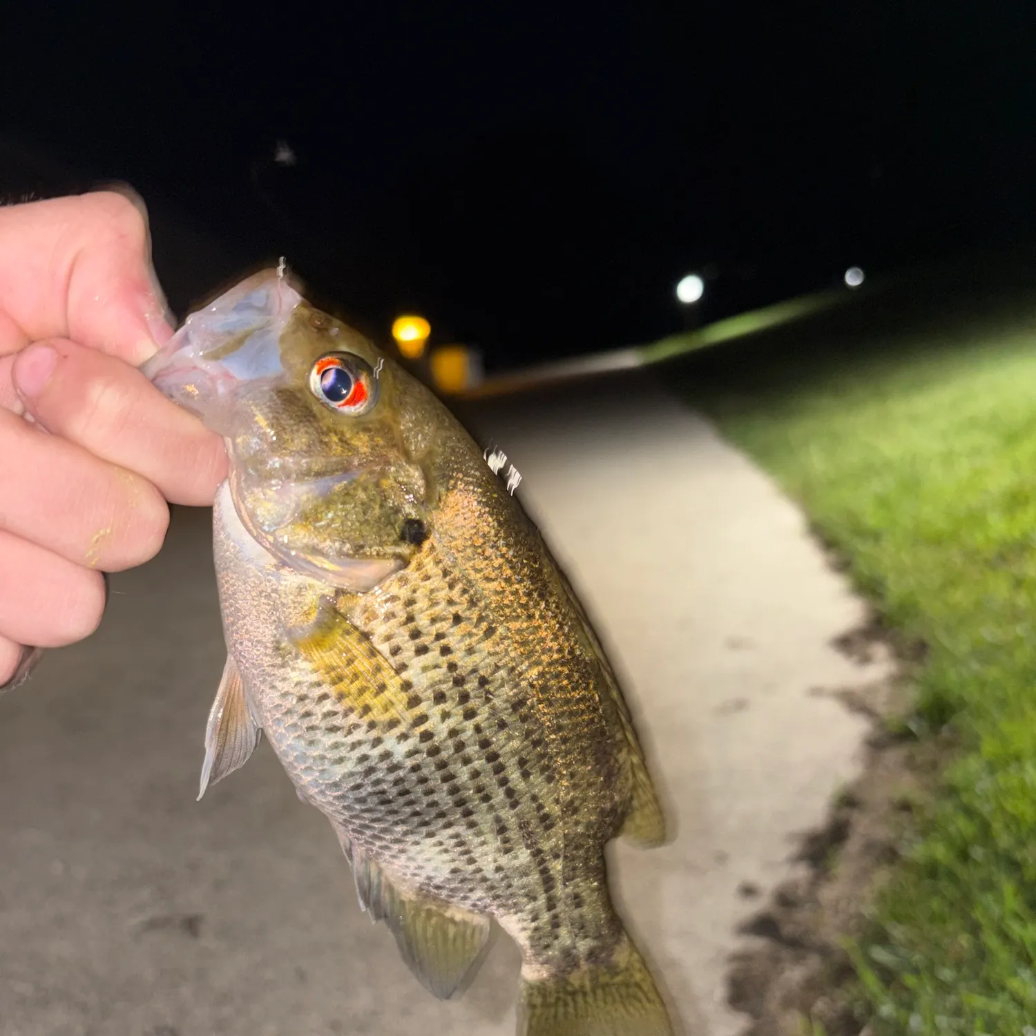 catch