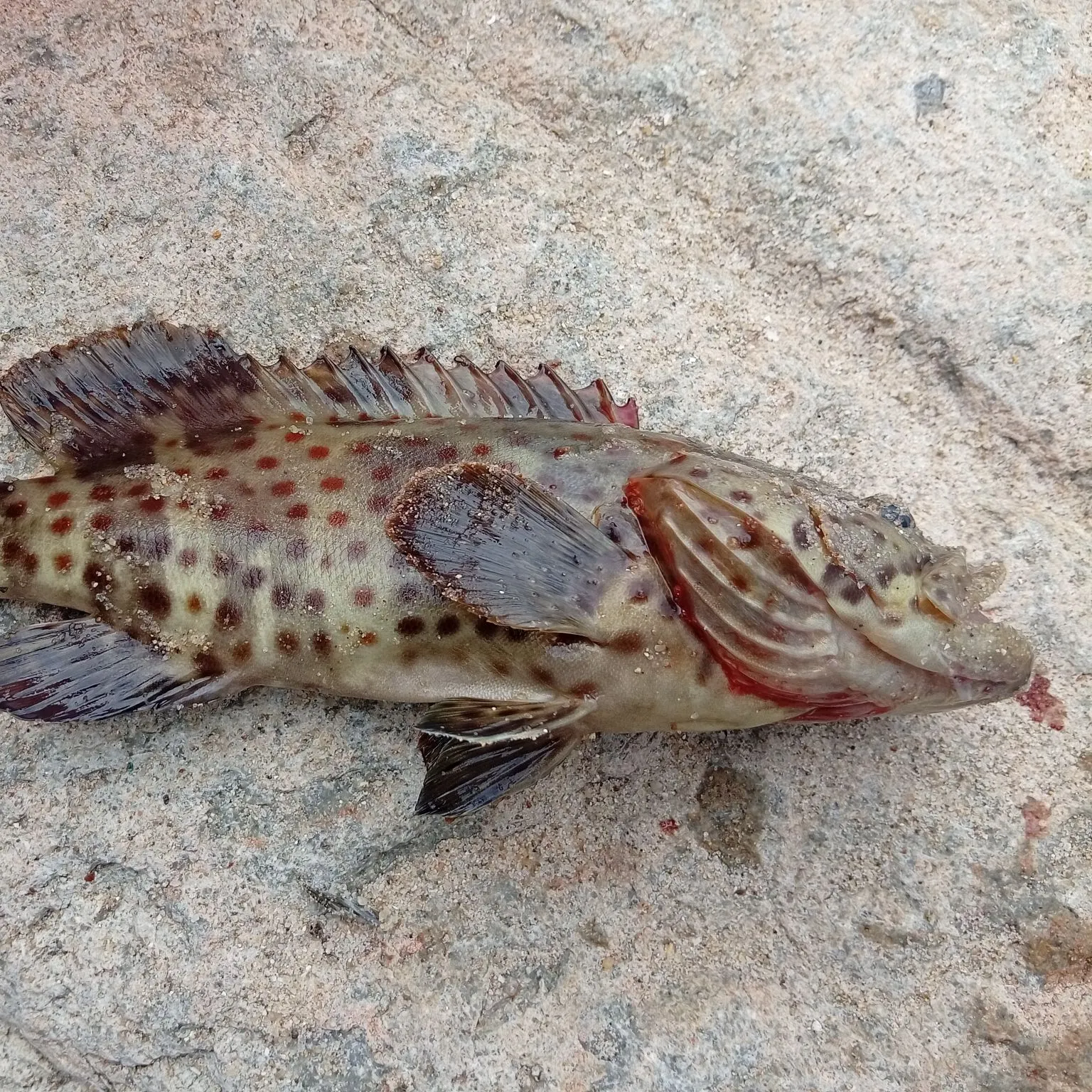 The most recent Hong Kong grouper catches on Fishbrain