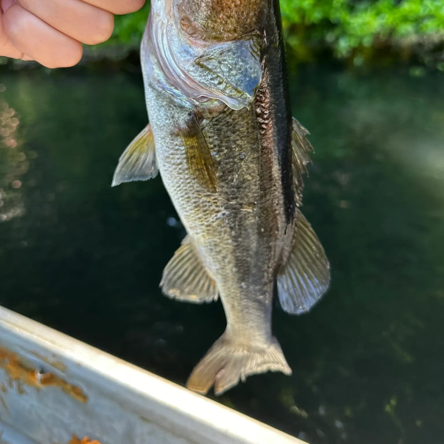 The most recent Largemouth bass catches on Fishbrain