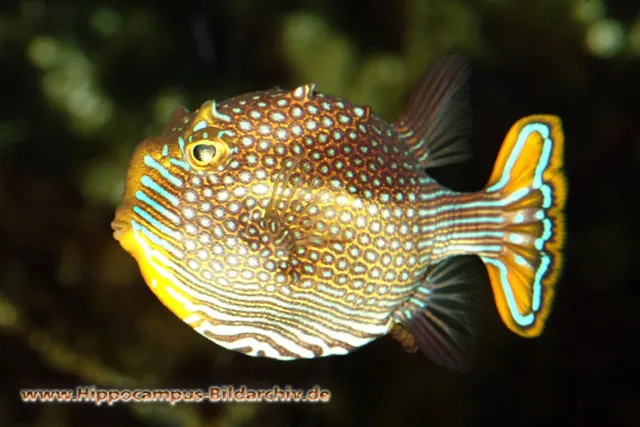 Ornate cowfish