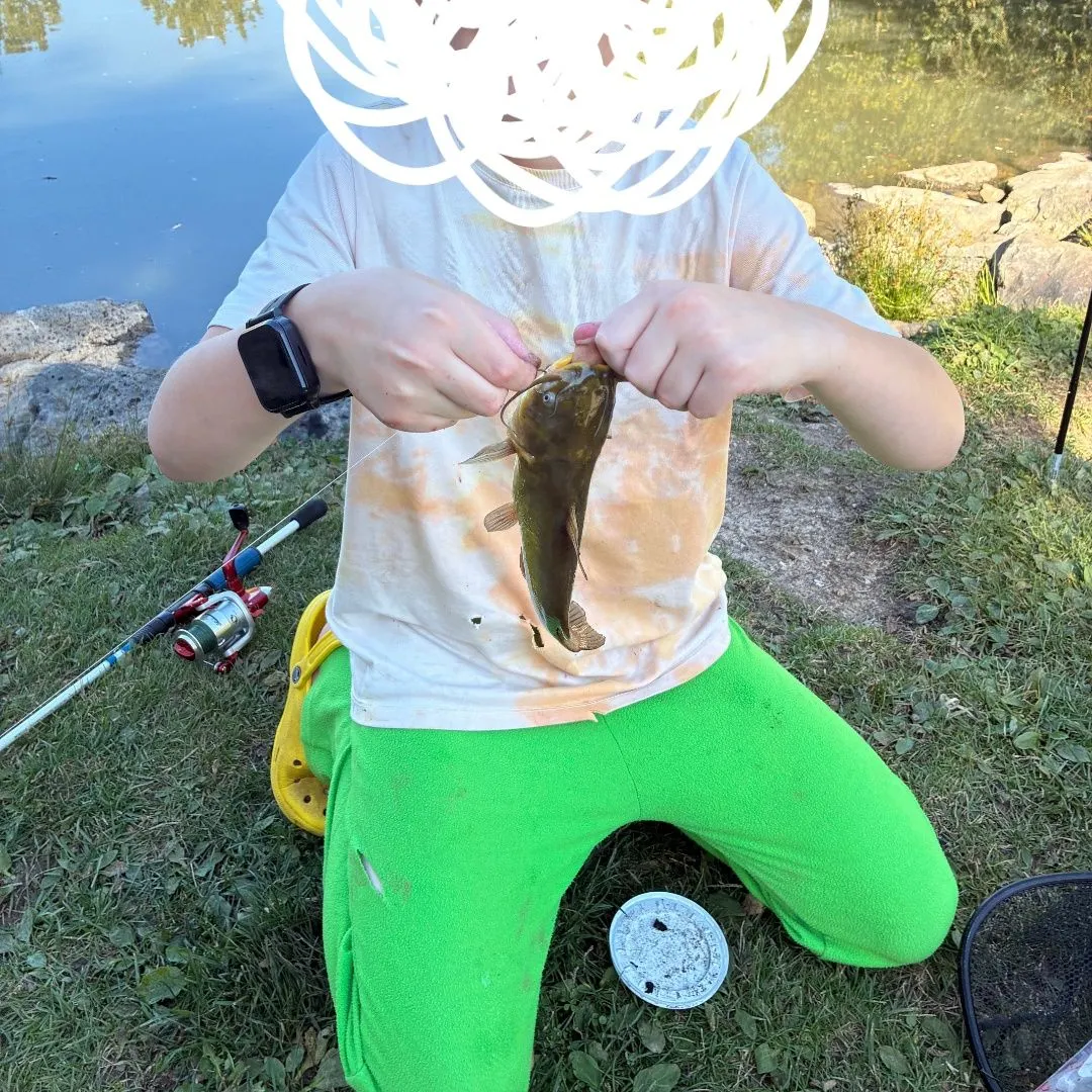 Yellow bullhead caught on Fishbrain