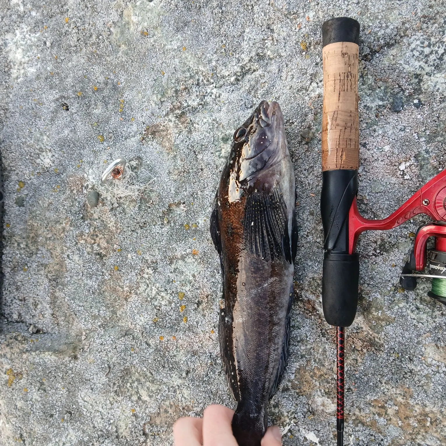 Kelp greenling caught on Fishbrain