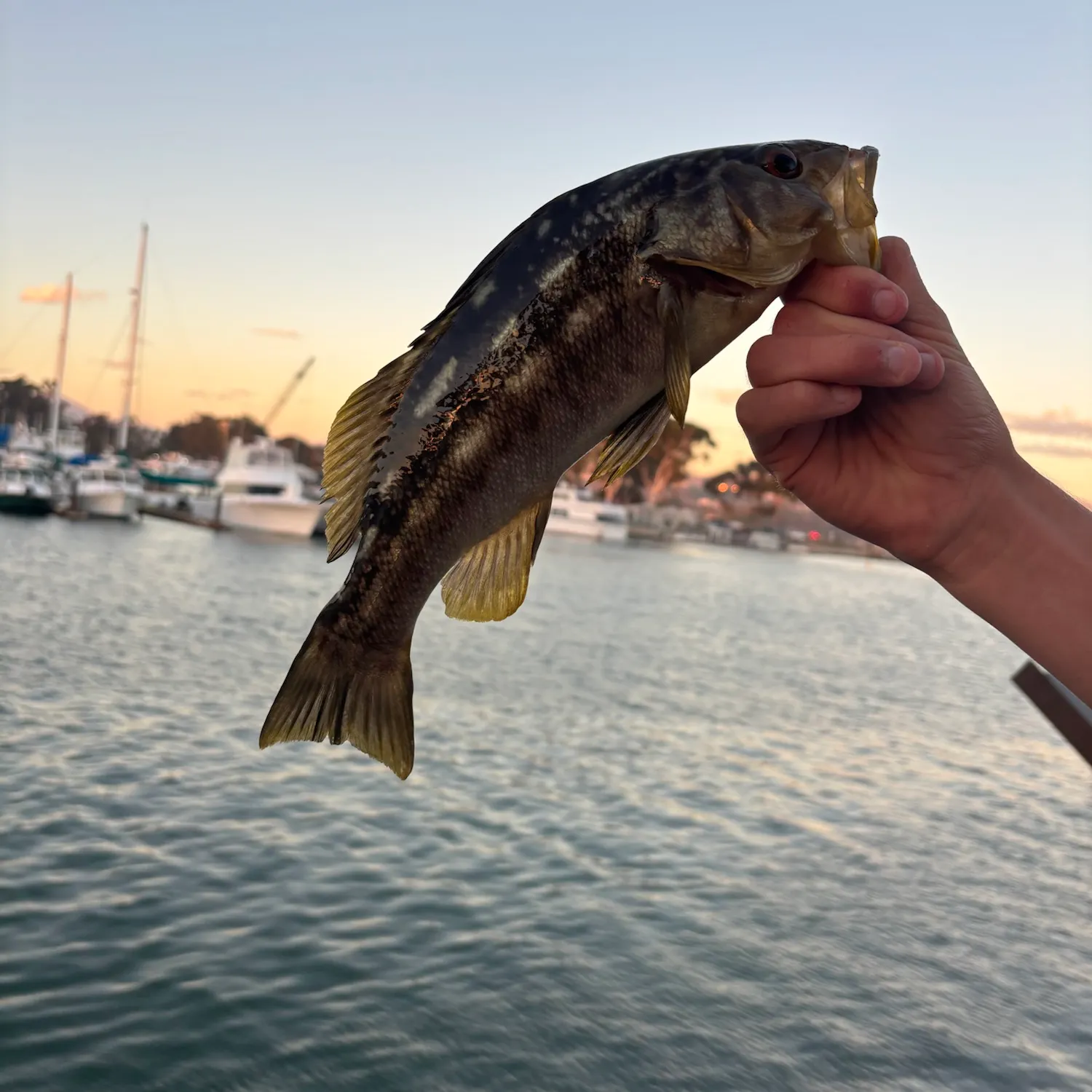 Kelp bass caught on Fishbrain