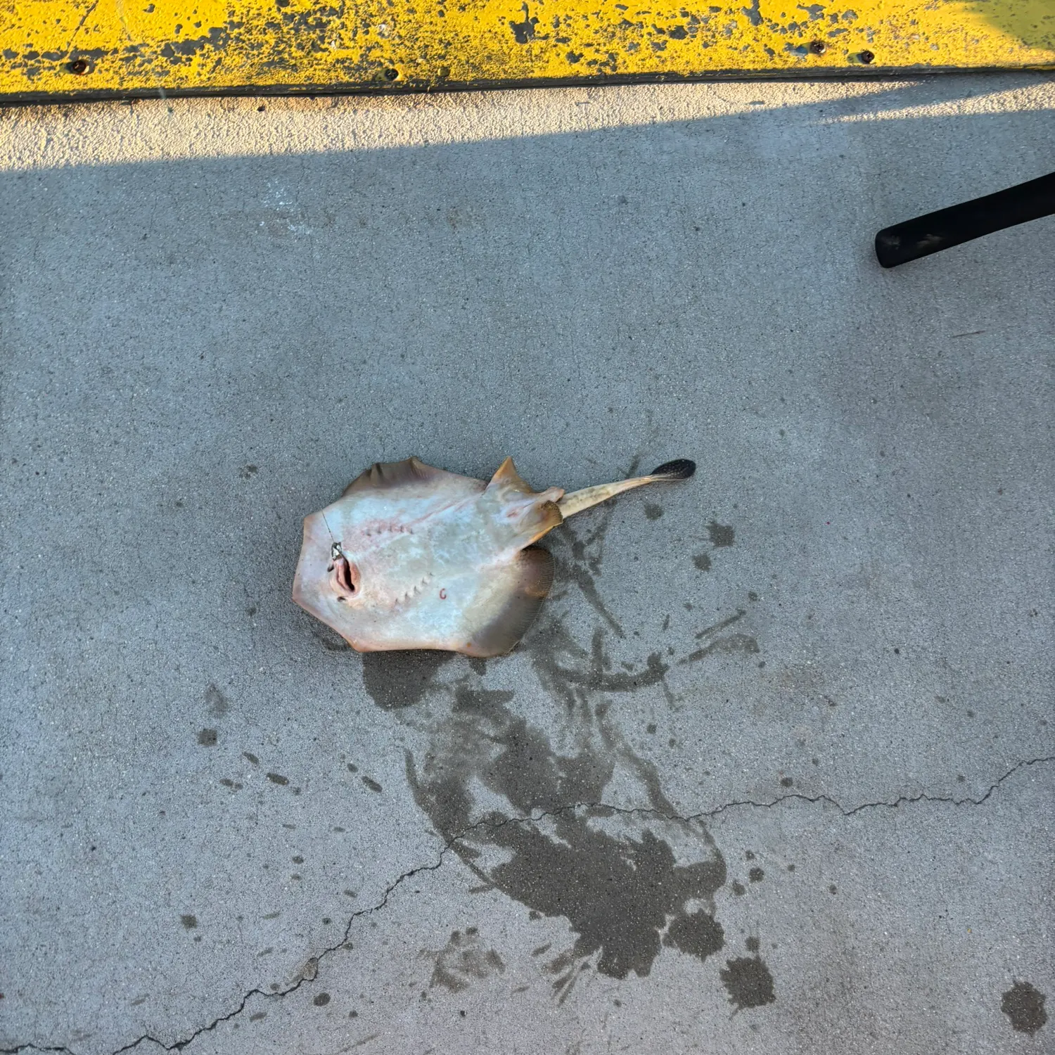 The most recent Backwater butterfly ray catches on Fishbrain