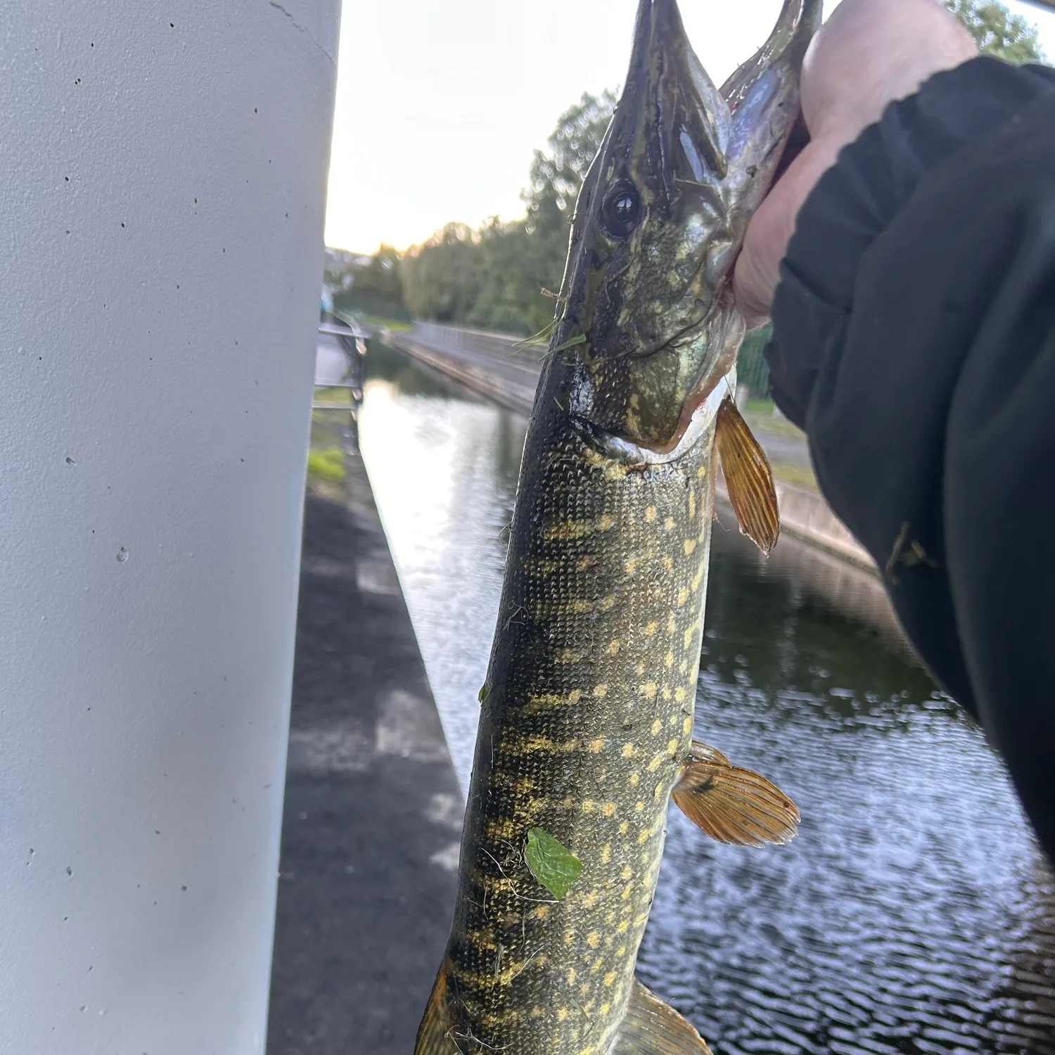 Northern pike caught on Fishbrain