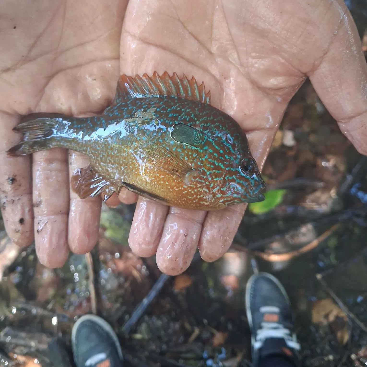 Longear sunfish caught on Fishbrain