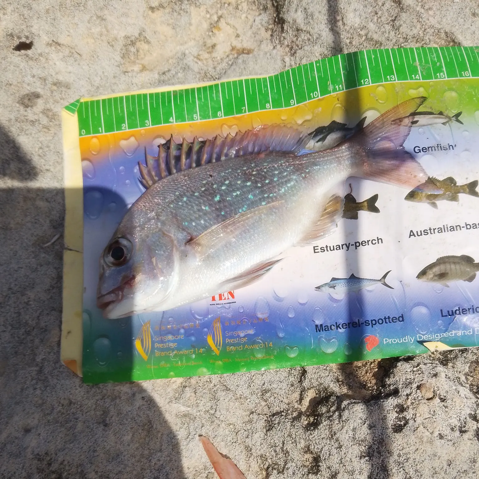 Australasian snapper caught on Fishbrain