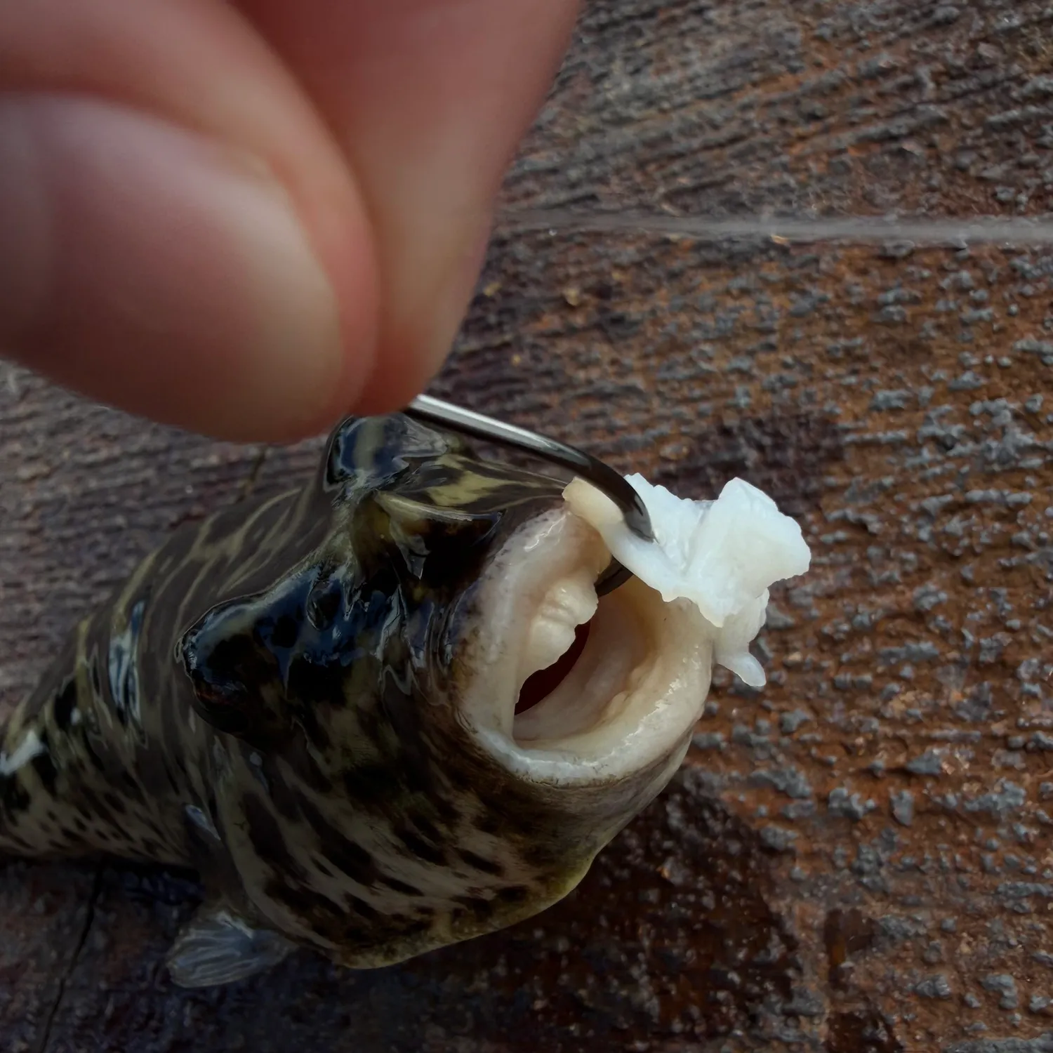 The most recent Checkered puffer catches on Fishbrain