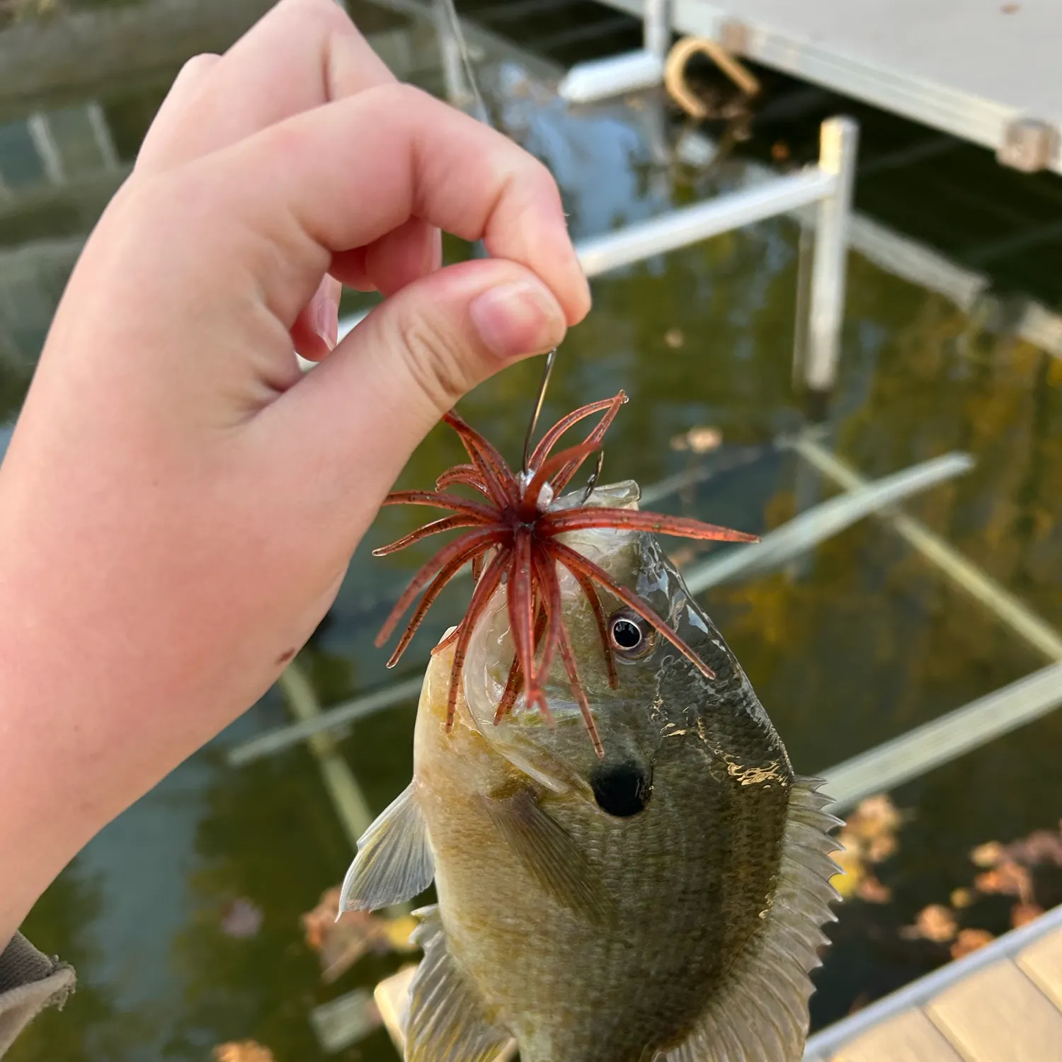 Bluegill caught on Fishbrain