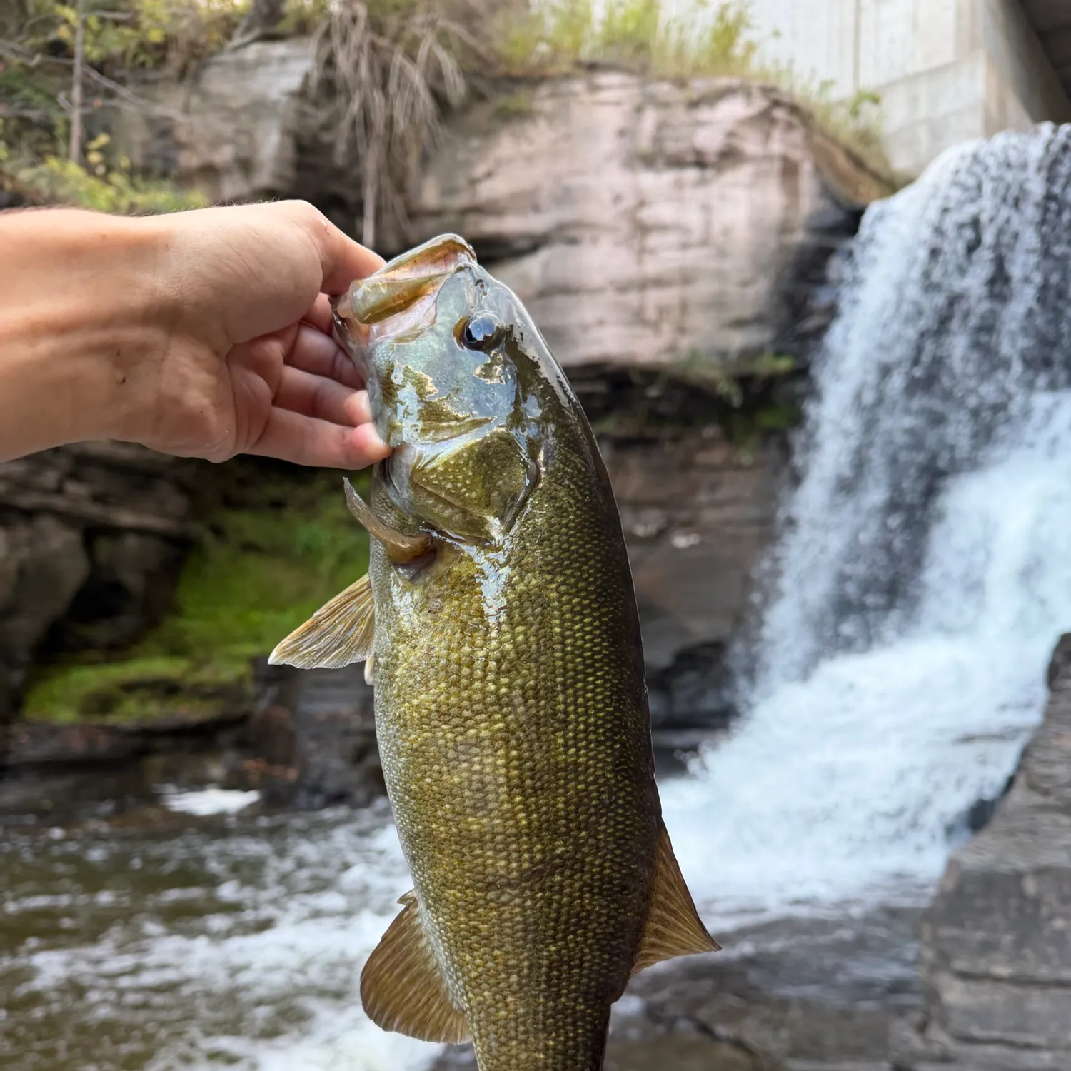 Smallmouth bass caught on Fishbrain