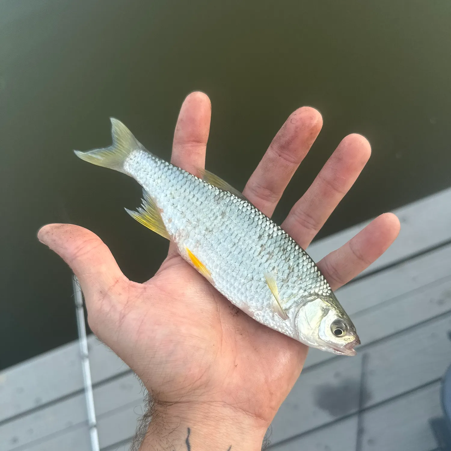The most recent White shiner catches on Fishbrain