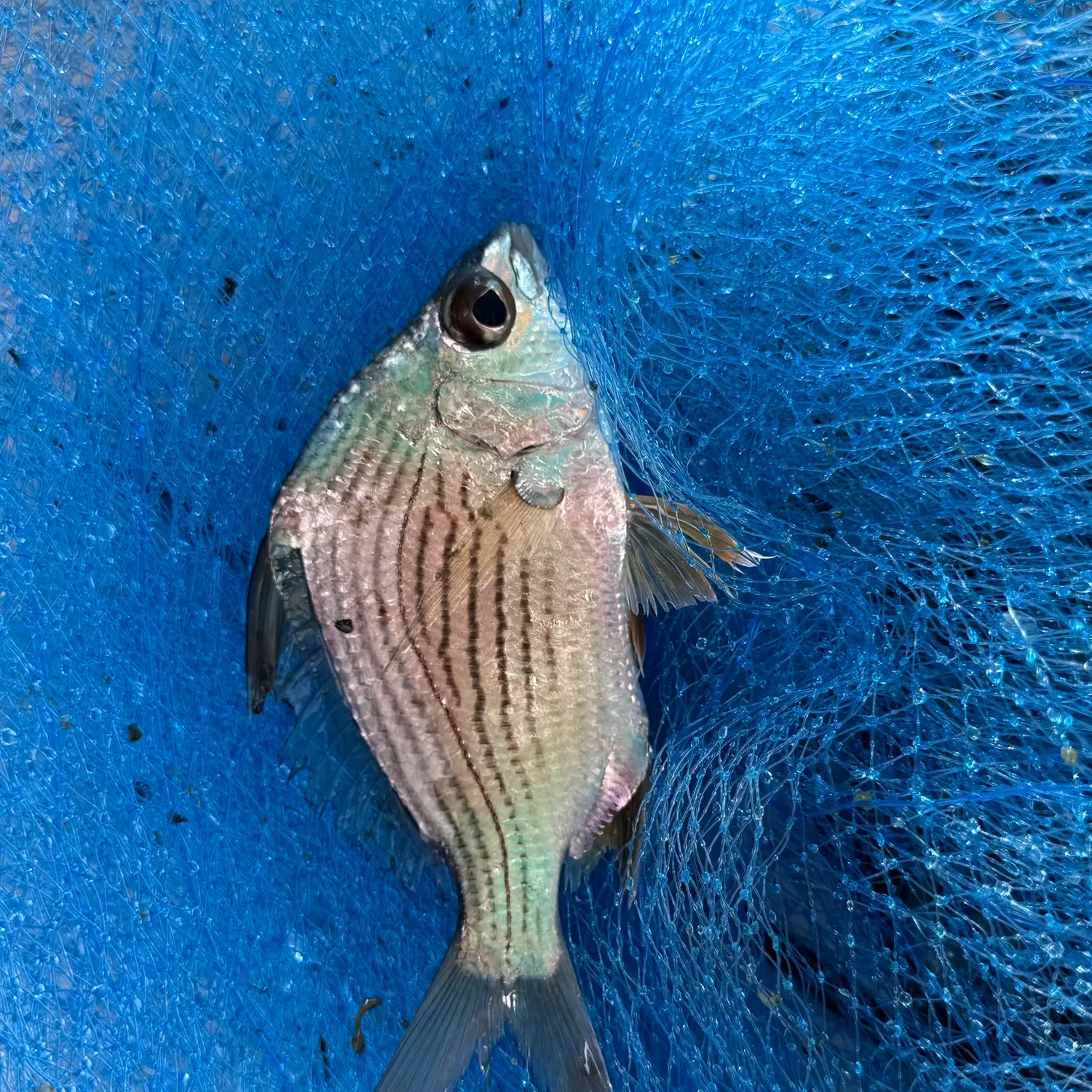 The most recent Striped mojarra catches on Fishbrain
