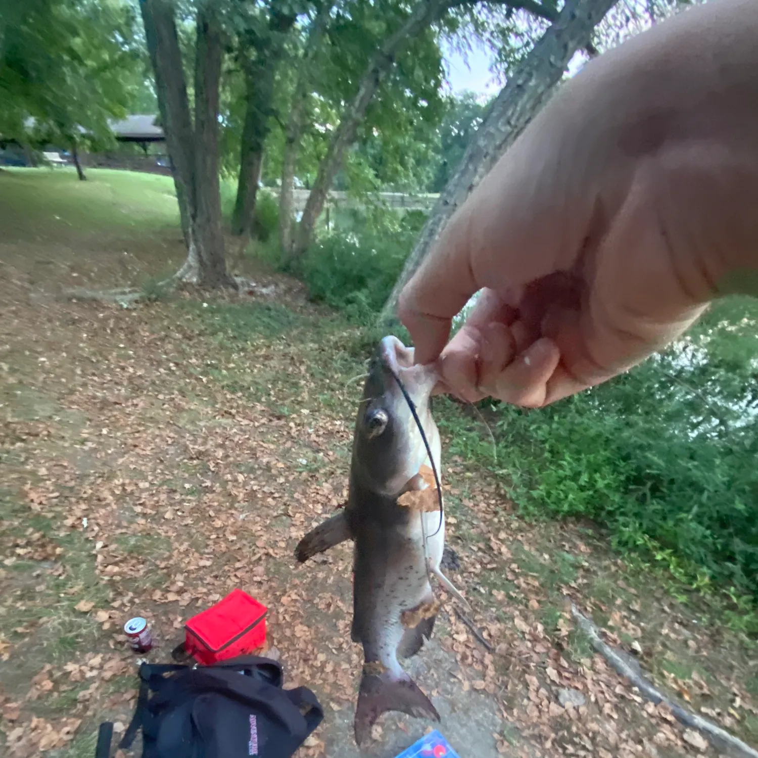 Channel catfish caught on Fishbrain