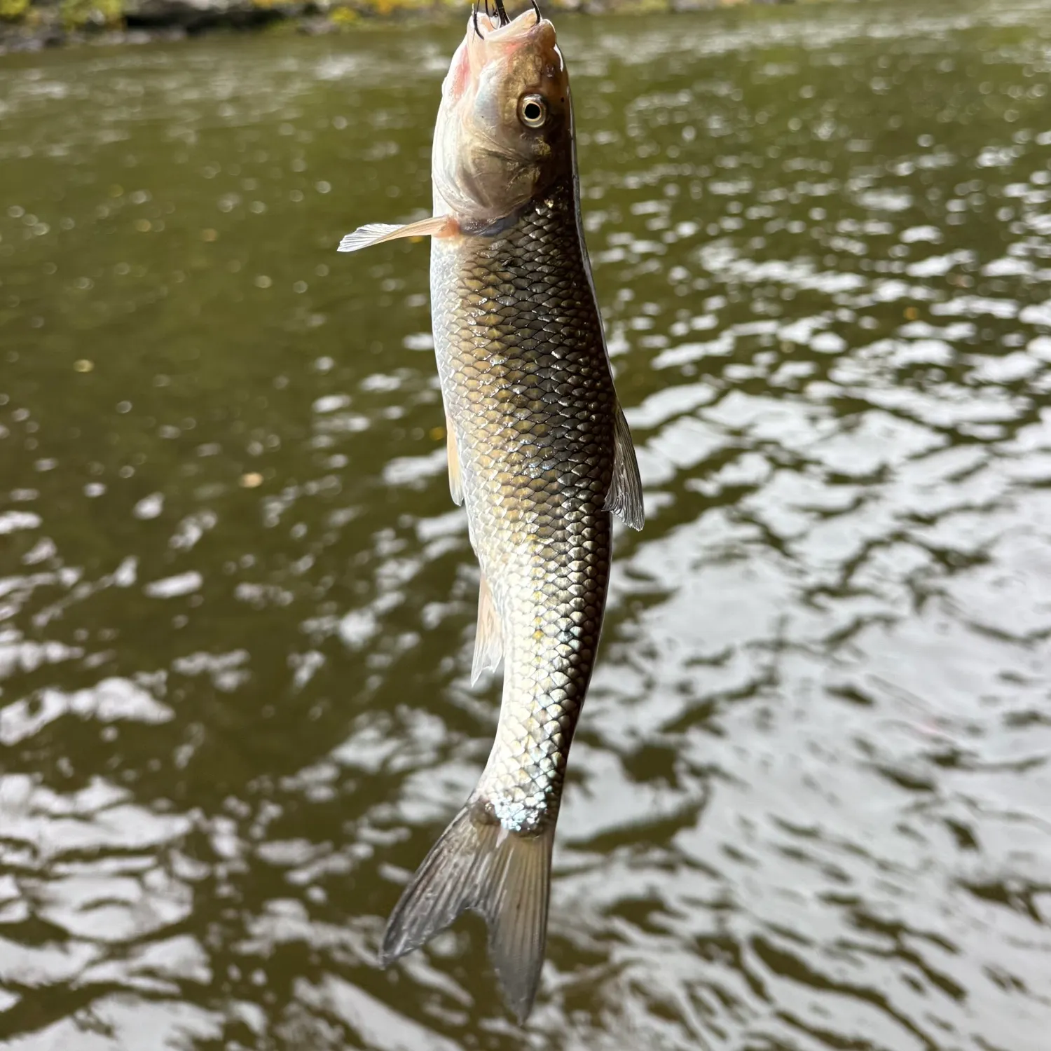 Fallfish caught on Fishbrain