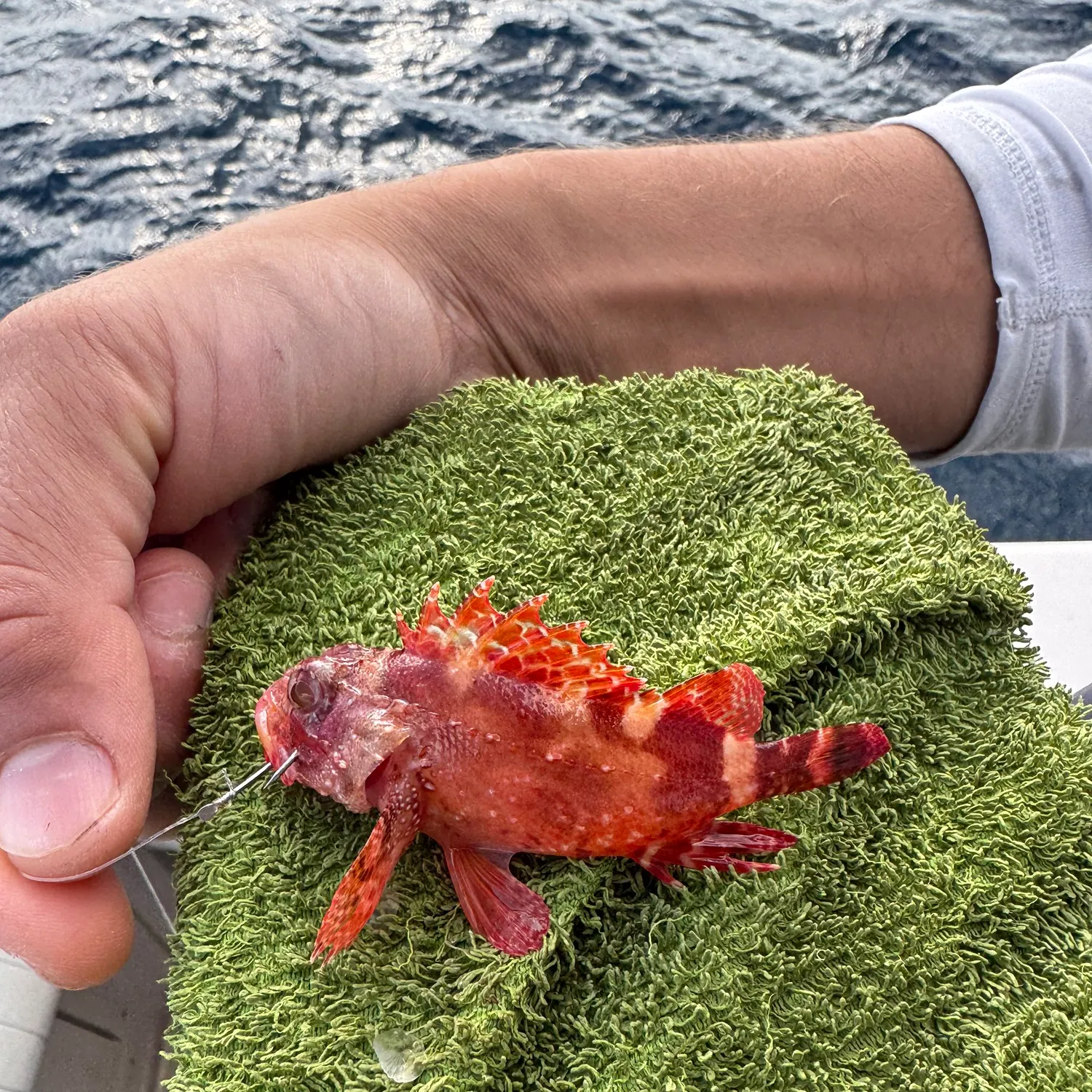 The most recent Small red scorpionfish catches on Fishbrain