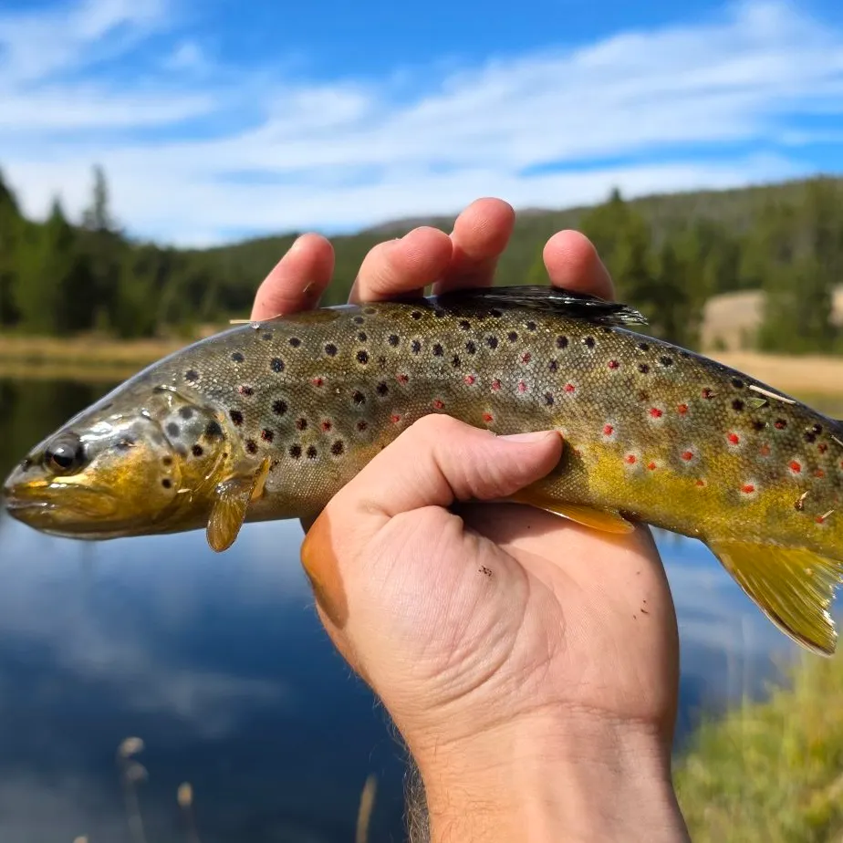Brown trout caught on Fishbrain