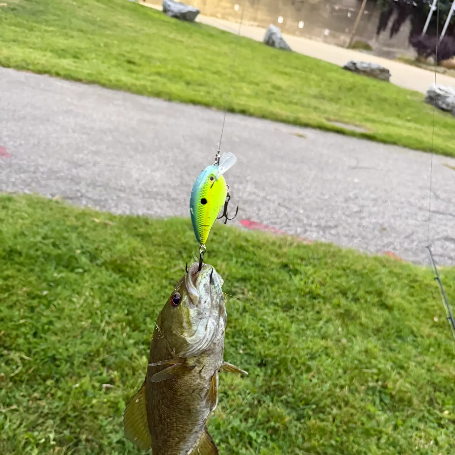 Smallmouth bass caught on Fishbrain
