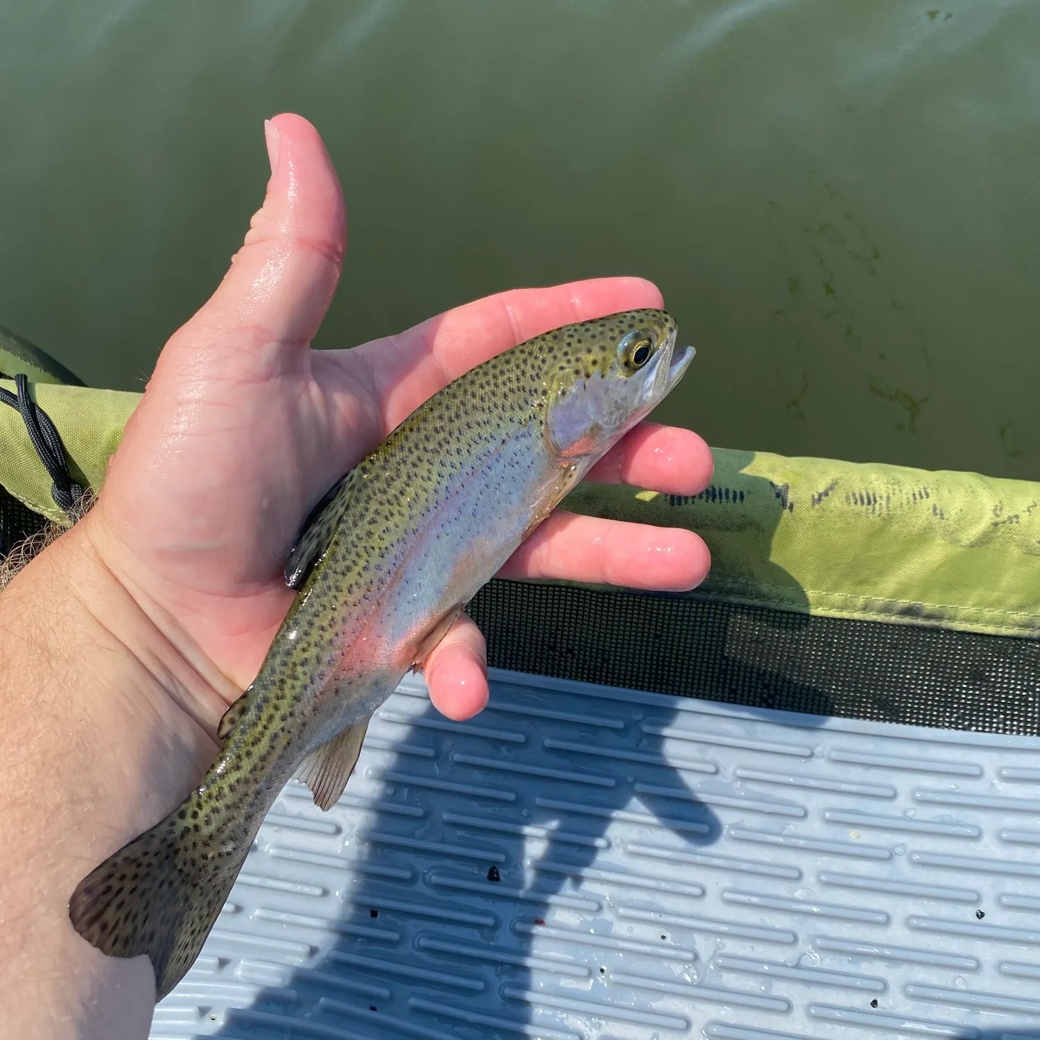 Rainbow trout caught on Fishbrain