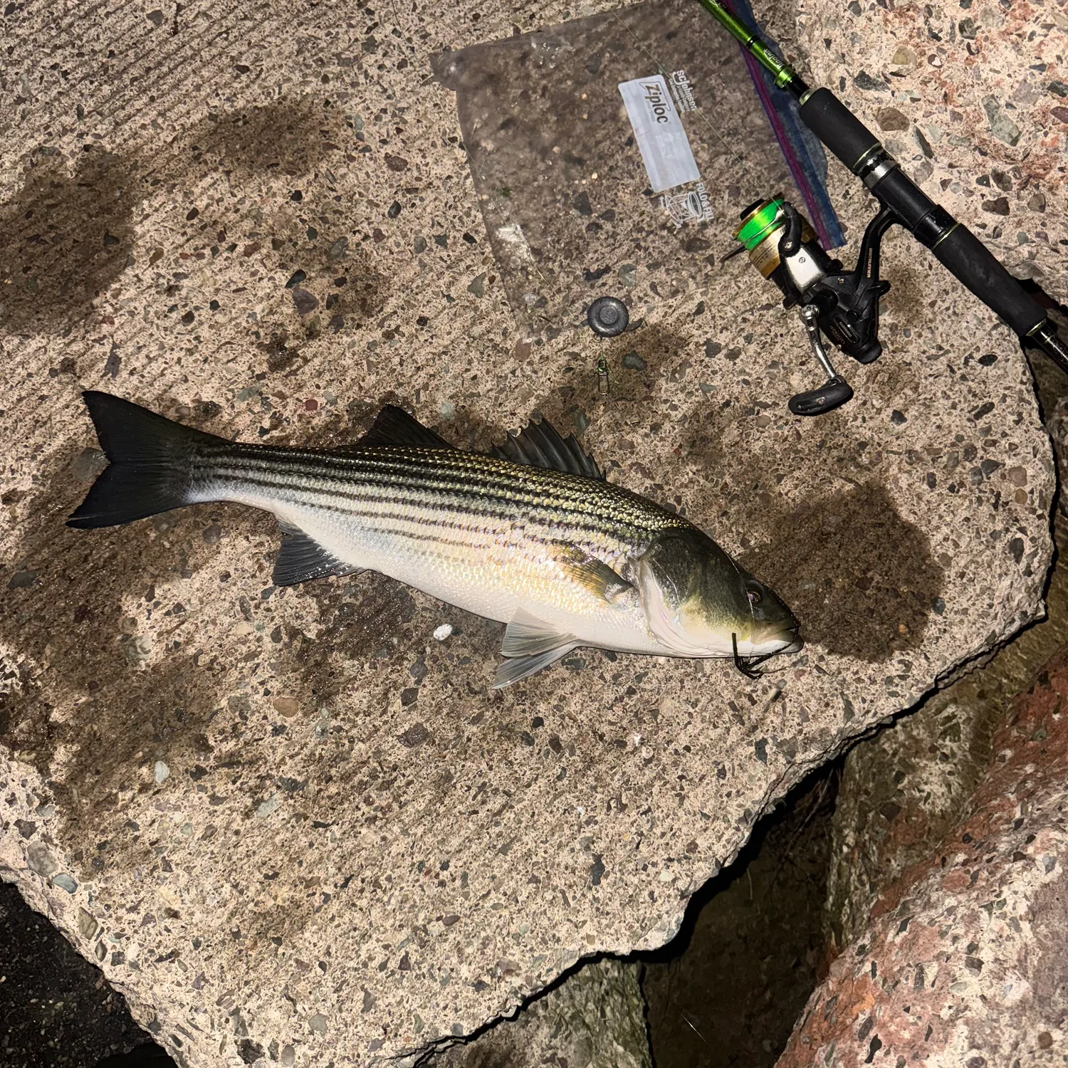 Striped bass caught on Fishbrain